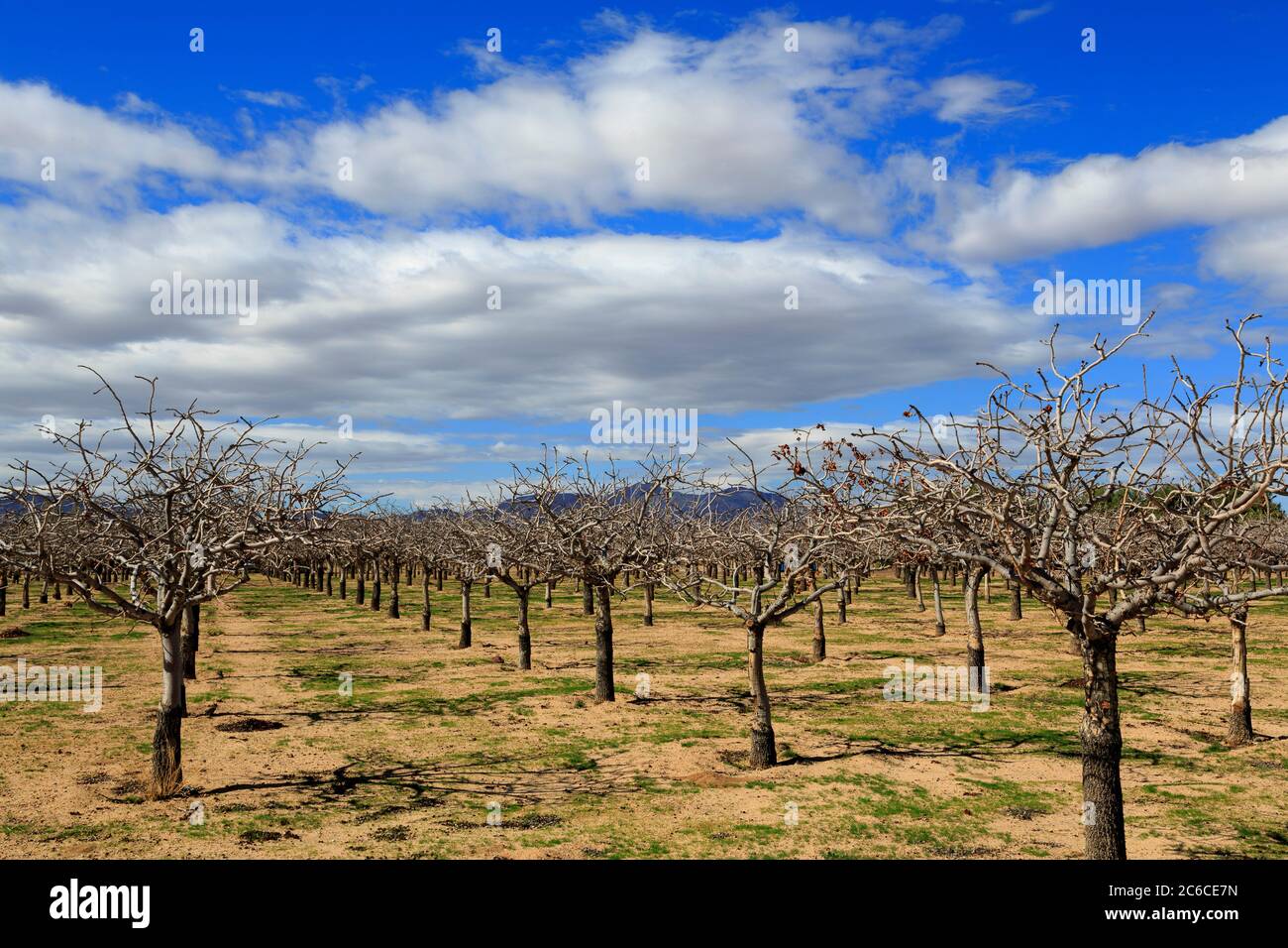 Pistachio trees hires stock photography and images Alamy