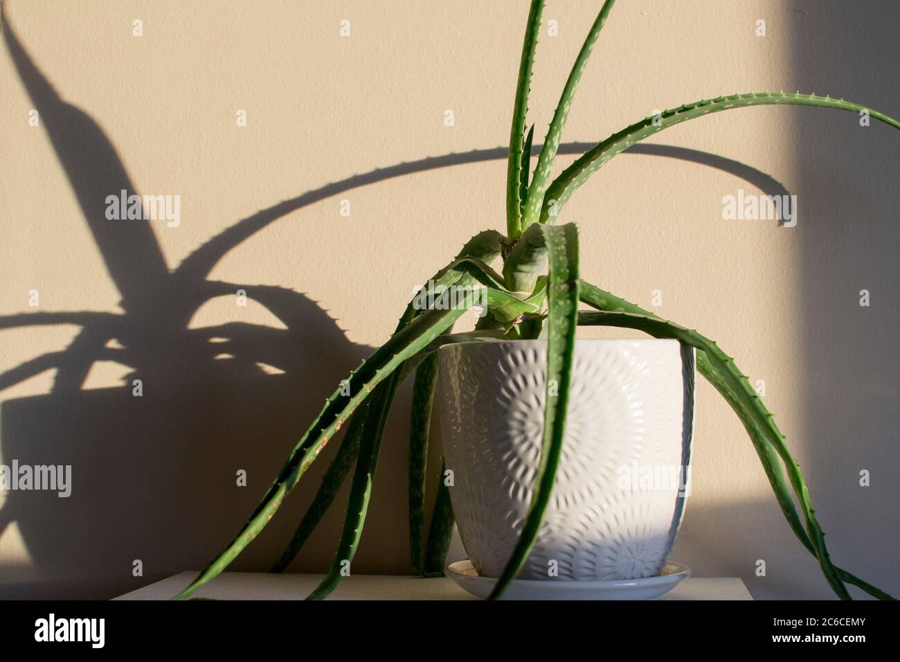 Aloe Vera plant in white pot in the sun light Stock Photo Alamy
