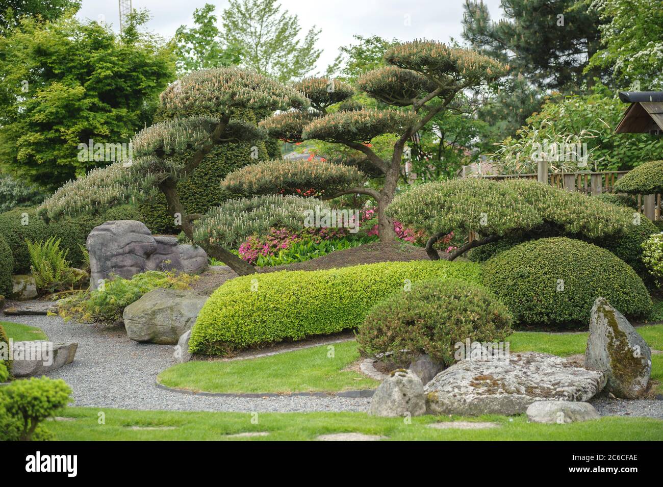 Japanischer Garten, Krummholz-Kiefer , Pinus mugo, Japanese garden, dwarf pine pine, Pinus mugo Stock Photo