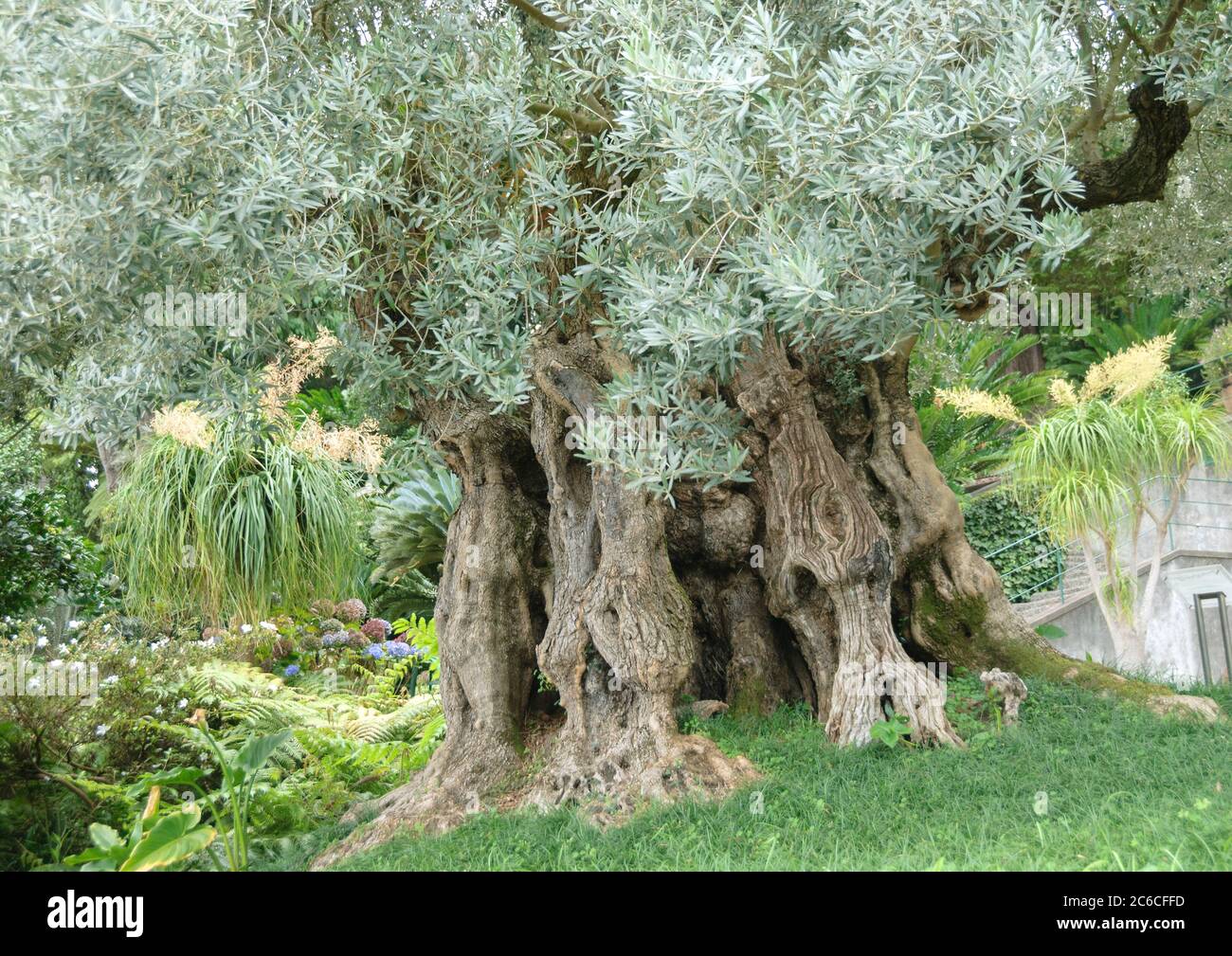 Olive, Olea europaea, Olive, Olea europaea Stock Photo