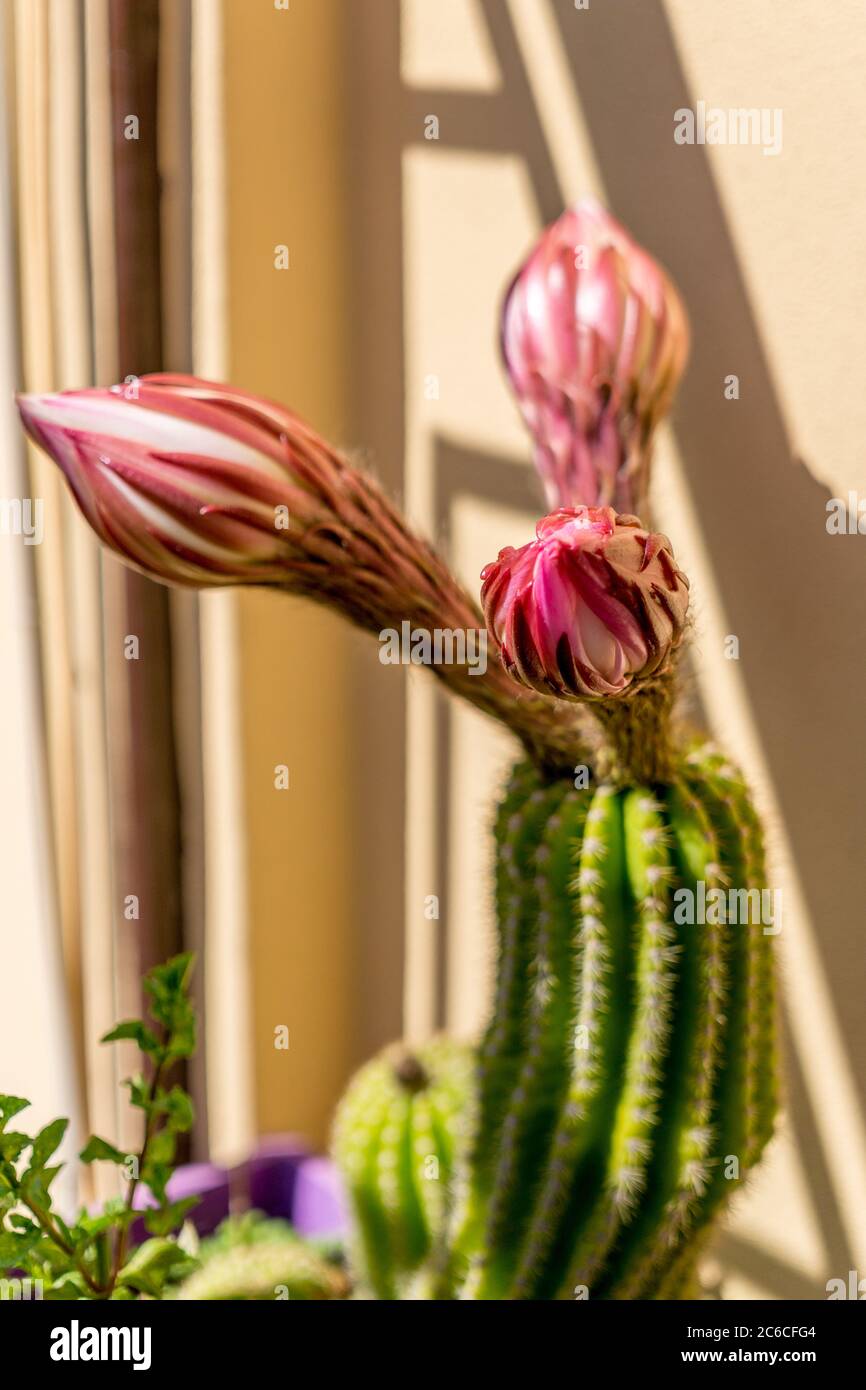 Three cactus flower buds ready to bloom Stock Photo Alamy
