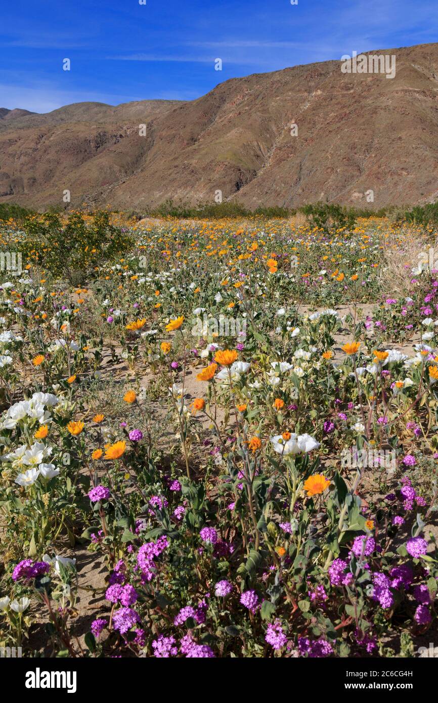 Wildflowers, AnzaBorrego Desert State Park, Borrego Springs