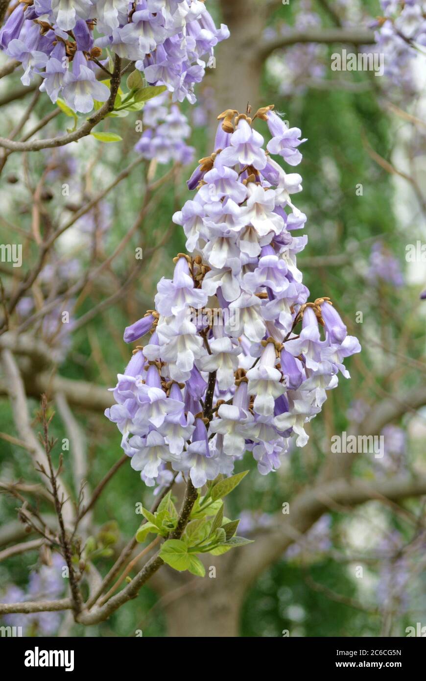 Chinesischer Blauglockenbaum, Paulownia tomentosa, Chinese paulownia, Paulownia tomentosa Stock Photo