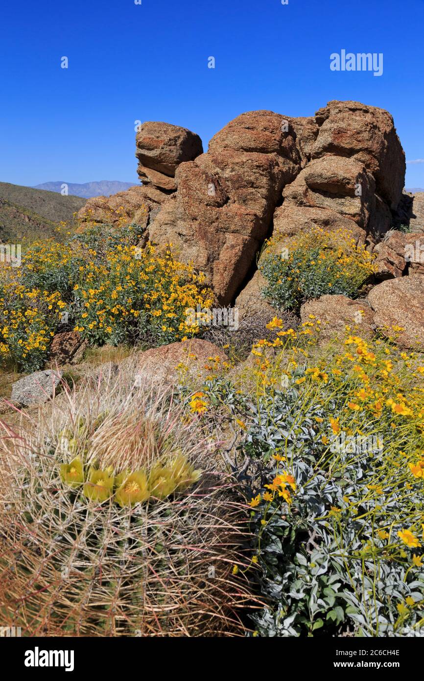 Barrel Cactus & Brittlebush, Anza-Borrego Desert State Park, Borrego ...