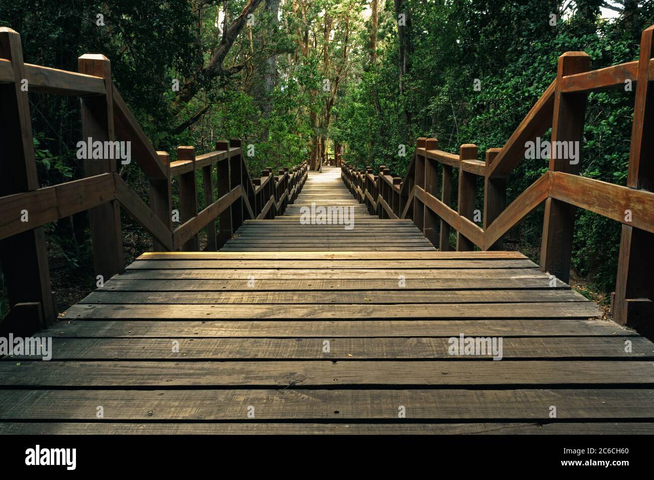 Beautiful wooden path surrounded by trees Stock Photo