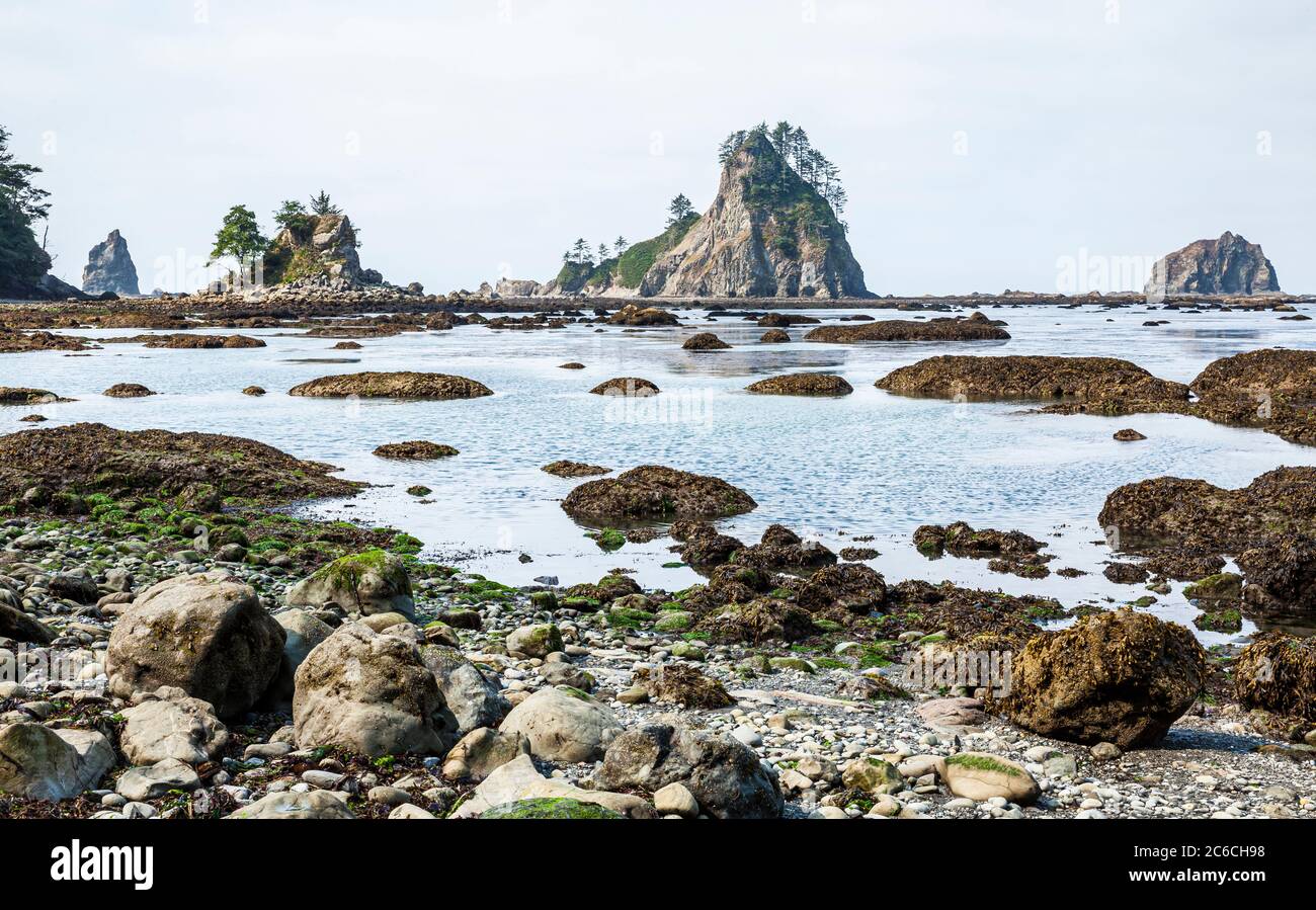 The rugged coastline of the Olympic National Park coastal strip and
