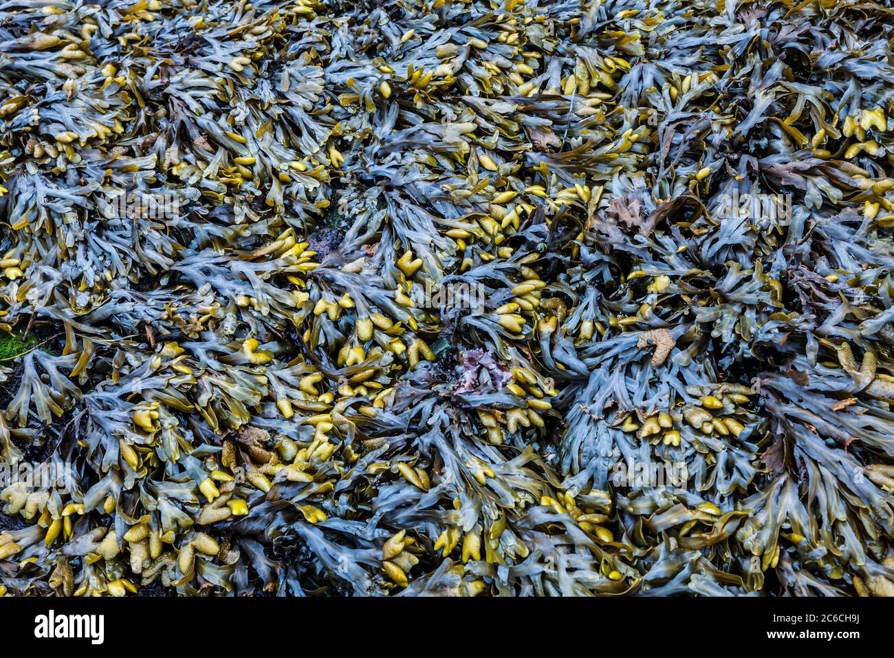 Seaweed bed detail on the Pacific Coast of the Olympic Penninsula of Washington State, USA. Stock Photo
