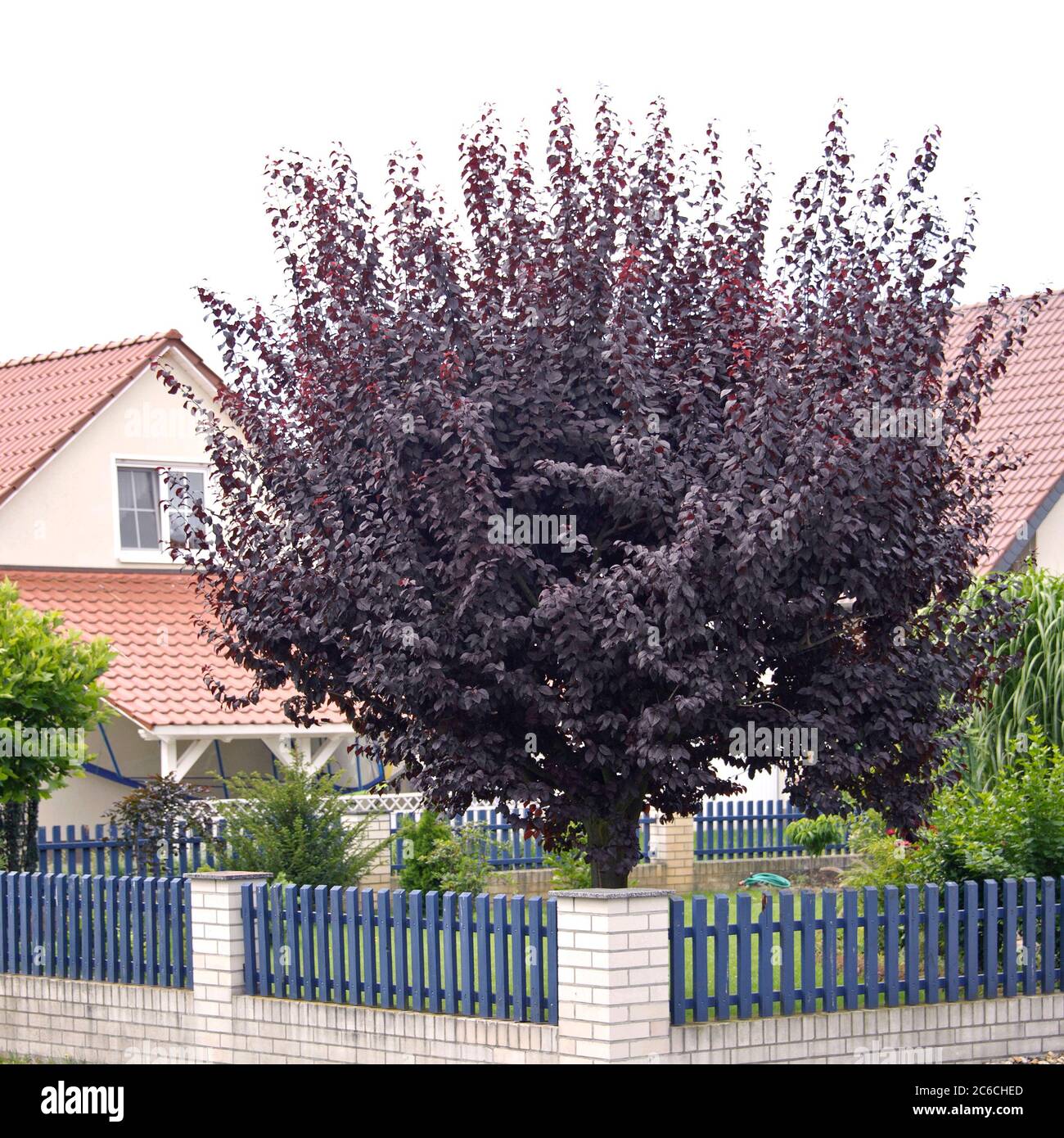 Blut-Pflaume, Prunus cerasifera Nigra, Blood plum, Prunus cerasifera Nigra Stock Photo
