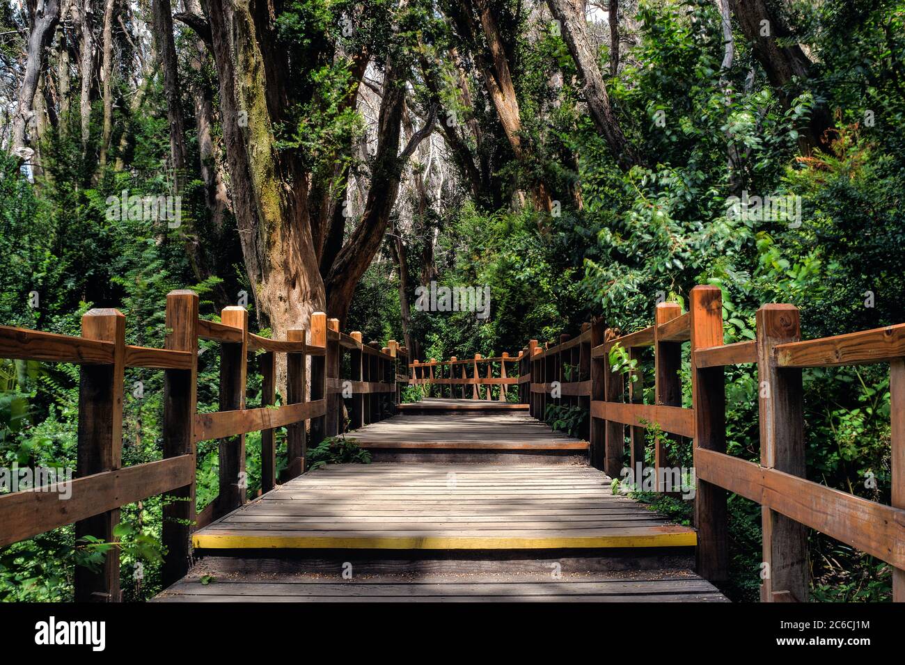Wooden path in a myrtle forest surrounded by bushes in the Argentine Patagonia during the summer Stock Photo