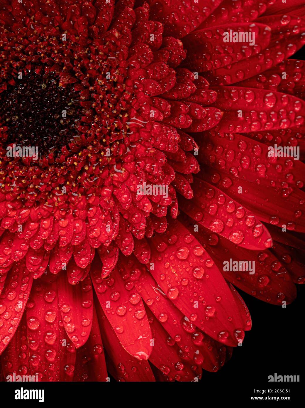 Flower with Droplets Stock Photo