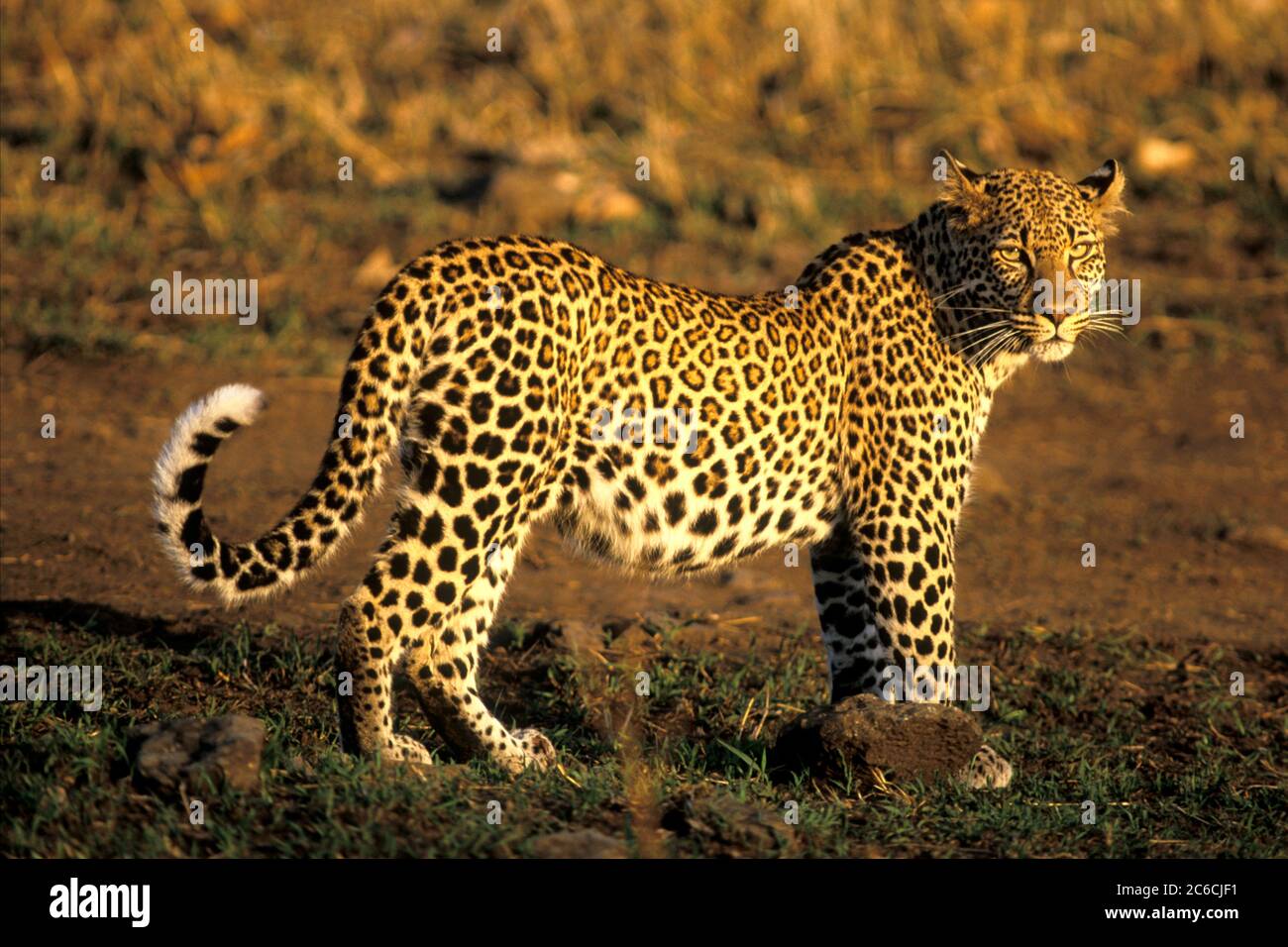 Savannah Belt - Leopard main image 0