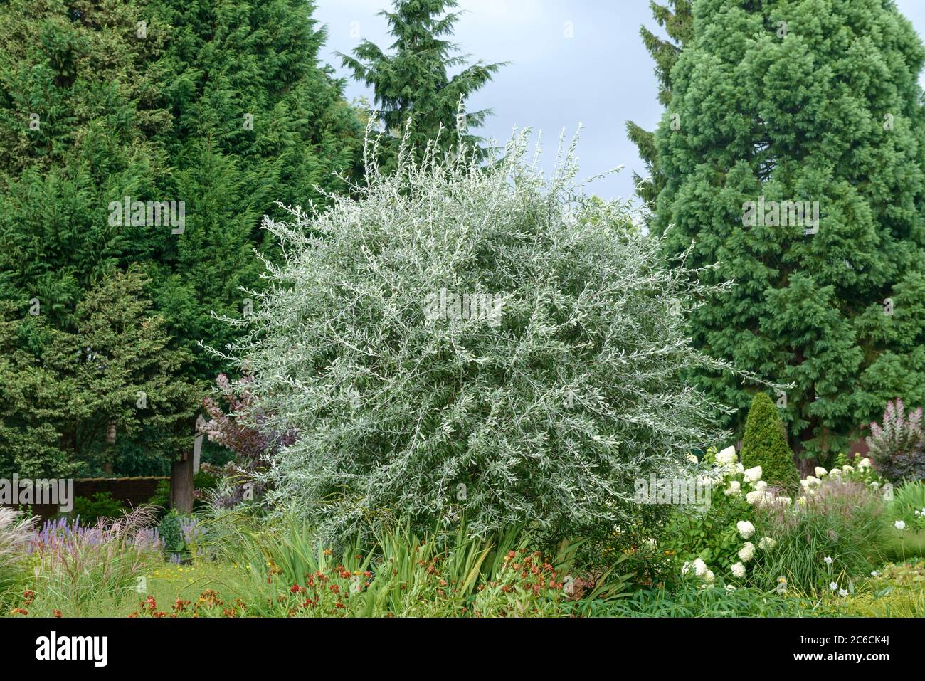 Weidenblaettrige Birne, Pyrus salicifolia Pendula, Pyrus salicifolia, Pyrus salicifolia Pendula Stock Photo
