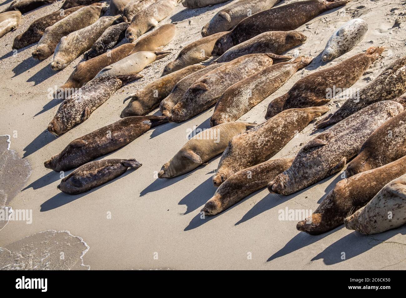 Sea Lions on the Beach at Children's Pool, La Jolla, San Diego, California, United States Stock Photo
