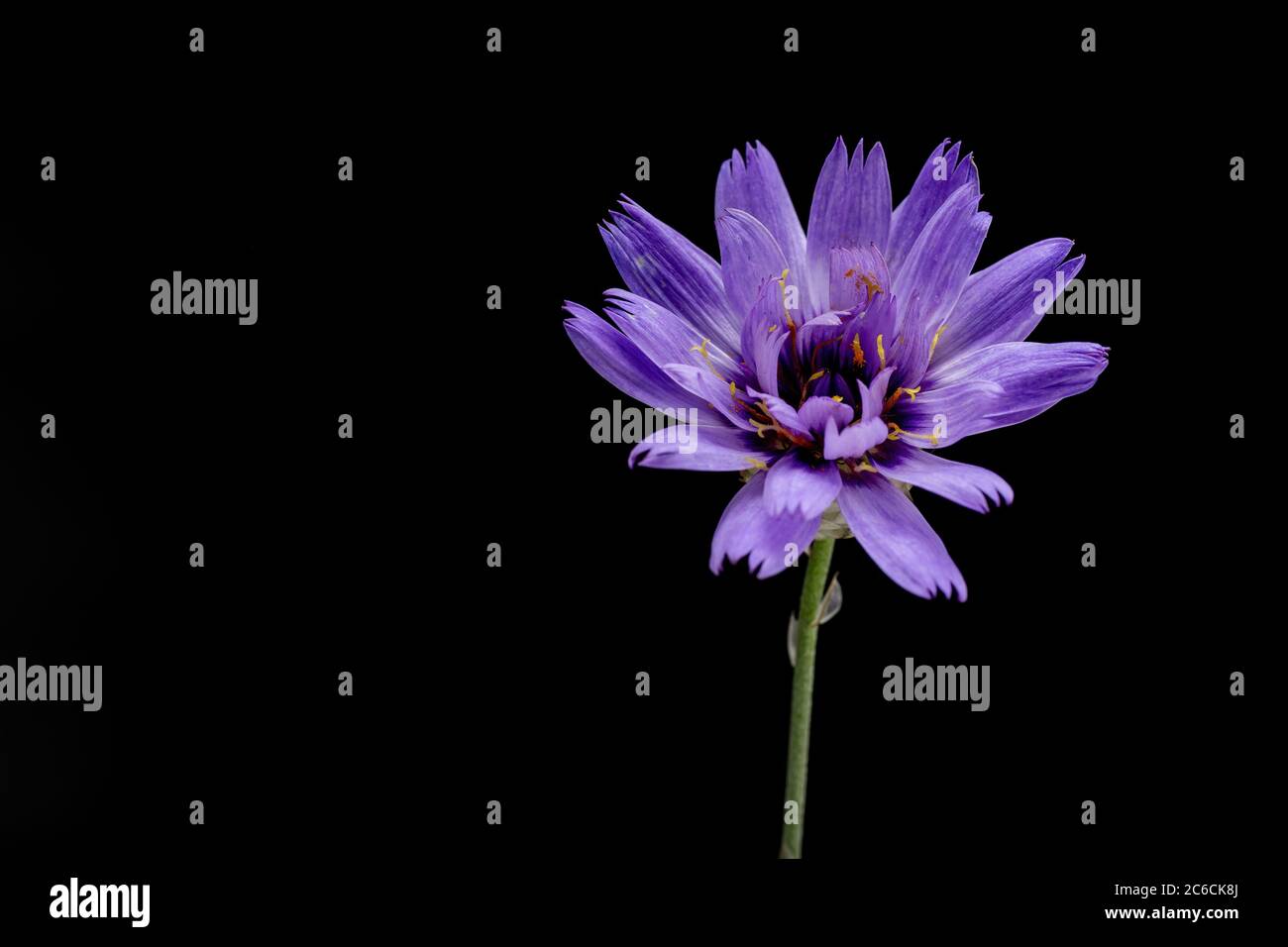 Cupid's Dart, Catananche caerulea Flower on Black Background Stock Photo
