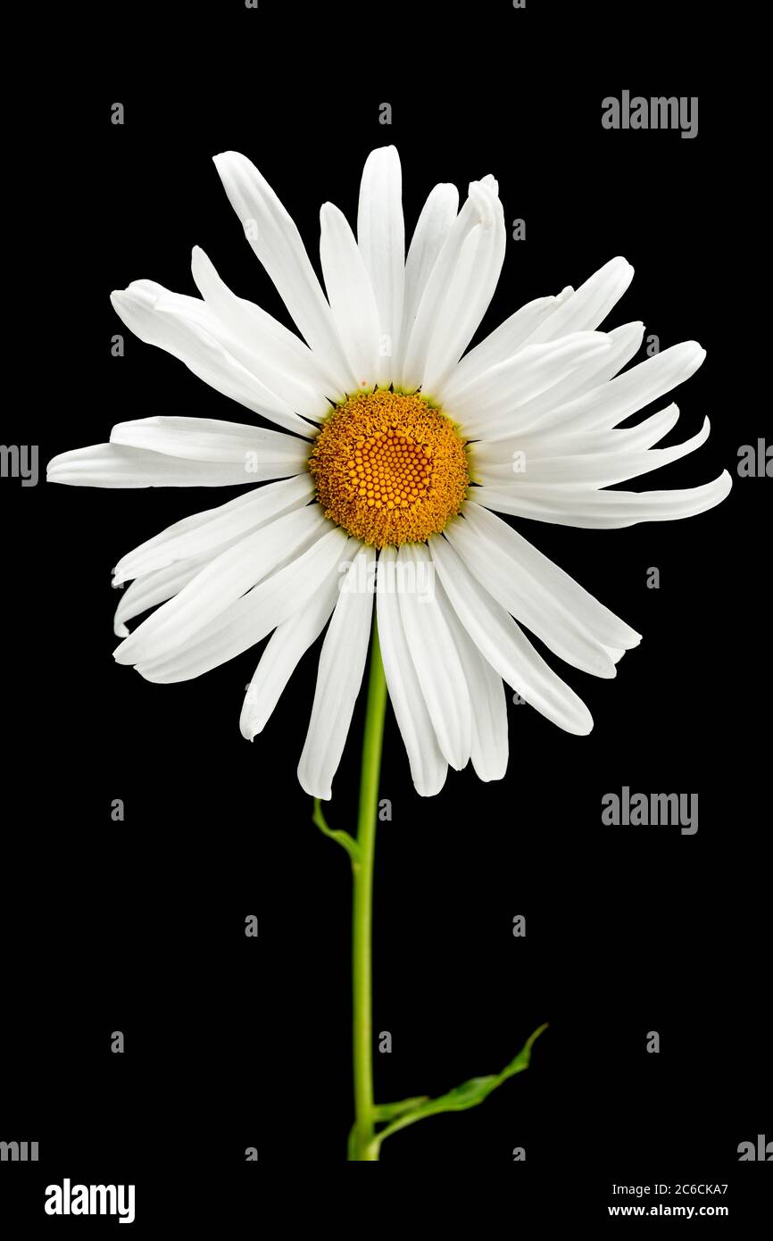 Daisy Flower with Black Background Stock Photo