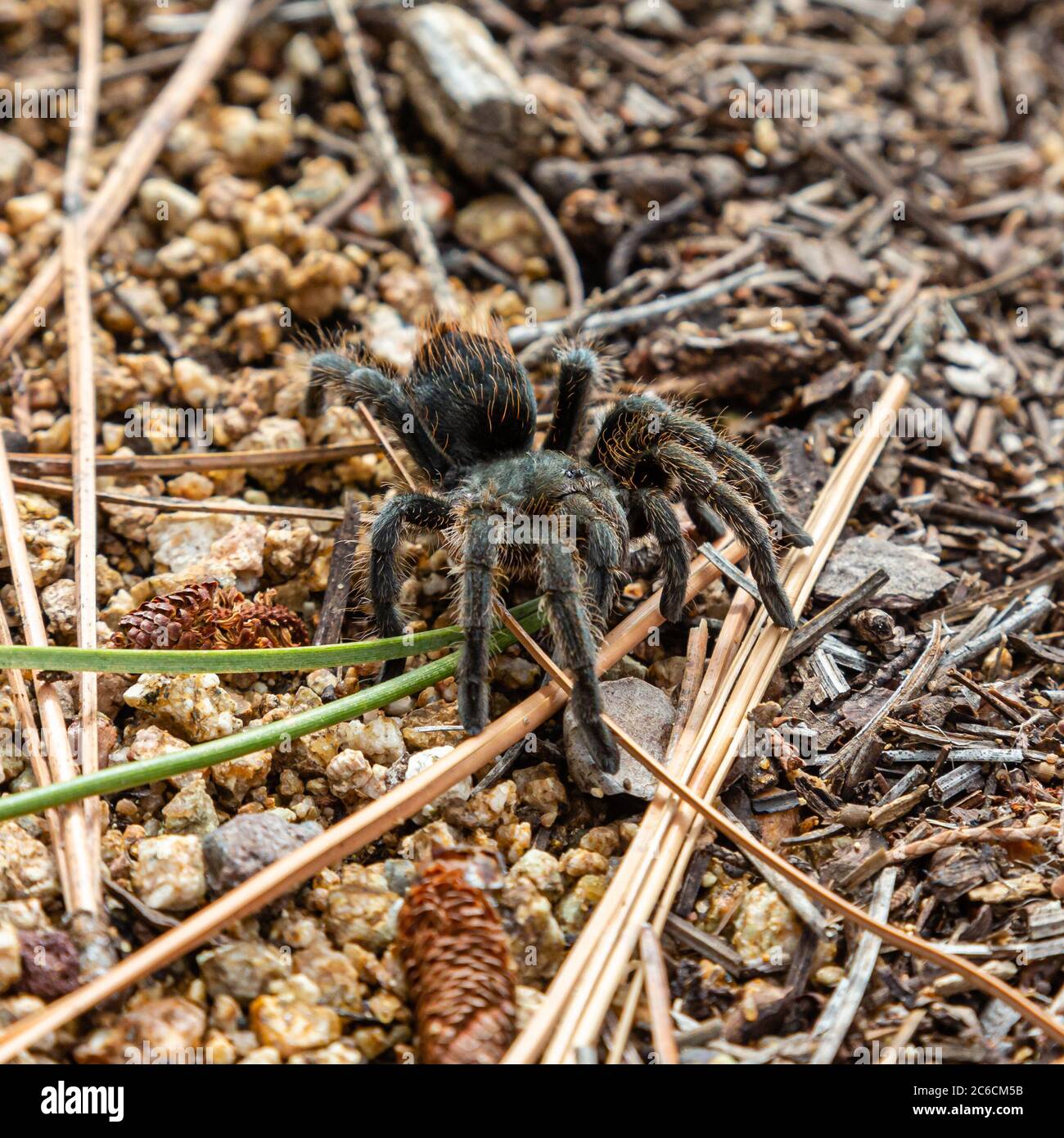 Exotic spiders hires stock photography and images Alamy