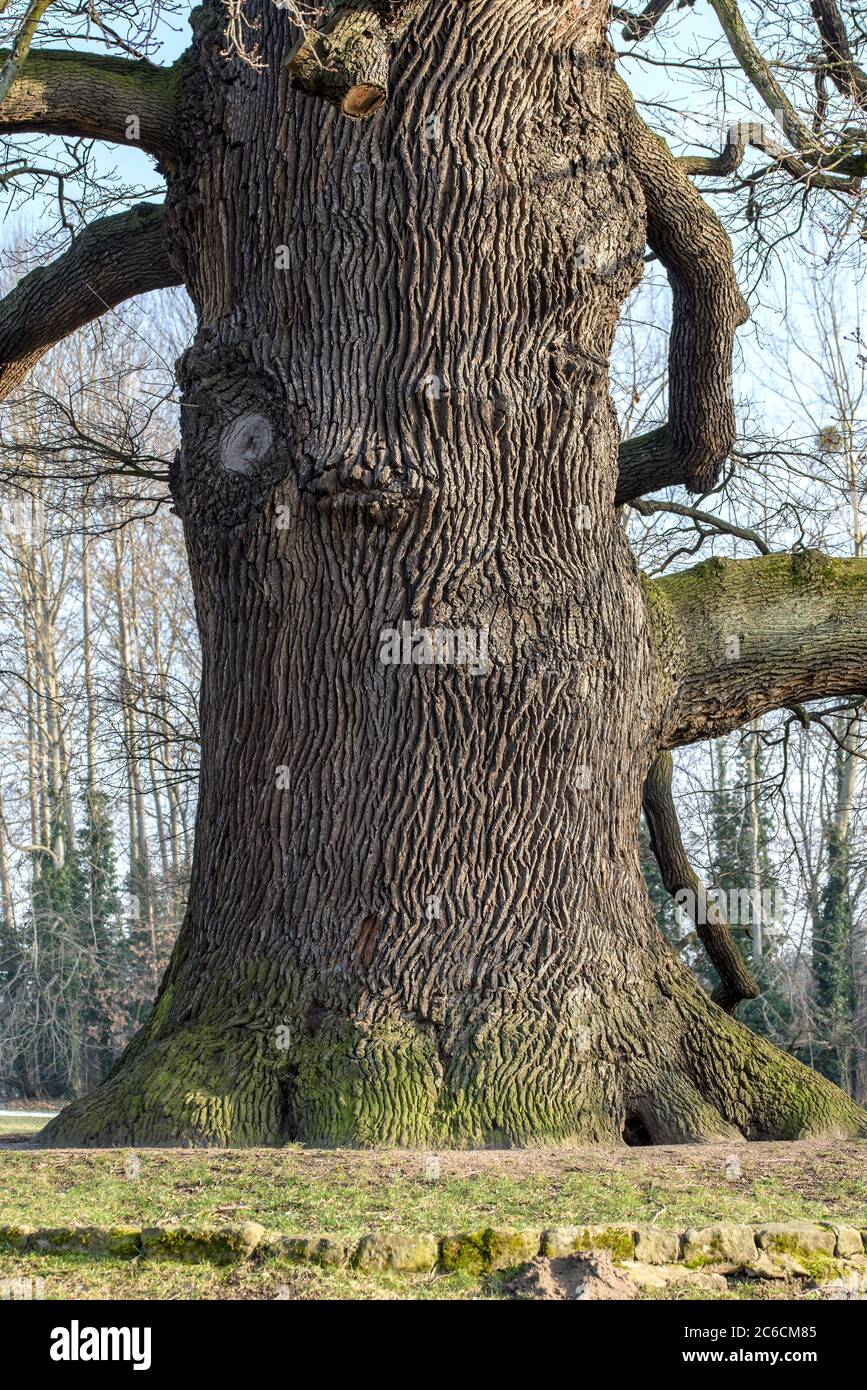 Stiel-Eiche, Quercus robur, Schoene Eiche von Graupa, English oak, Quercus robur, Beautiful Oak of Graupa Stock Photo
