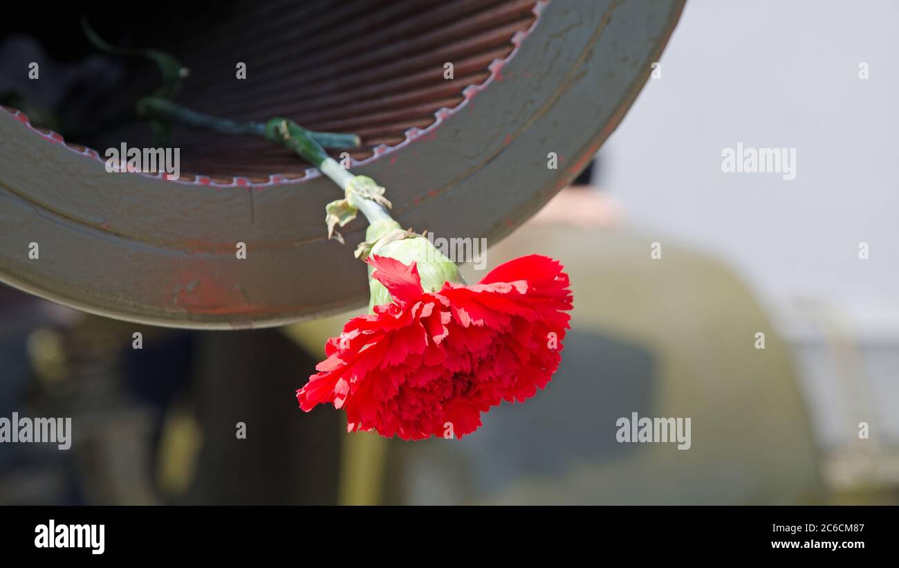 Red Carnation in the muzzle of the gun barrel in the memory of the events of World War II Stock Photo