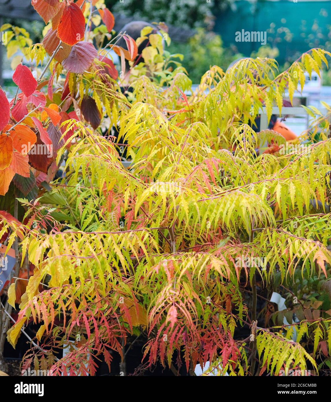 Farnwedel-Essigbaum, Rhus typhina Tiger Eyes, Farnwedel-sumac, Rhus typhina Tiger Eyes Stock Photo