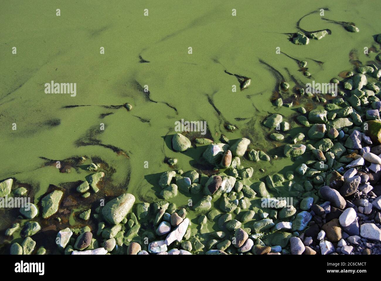 Algal blooms in the river Volga in Volgograd region. Russia Stock Photo