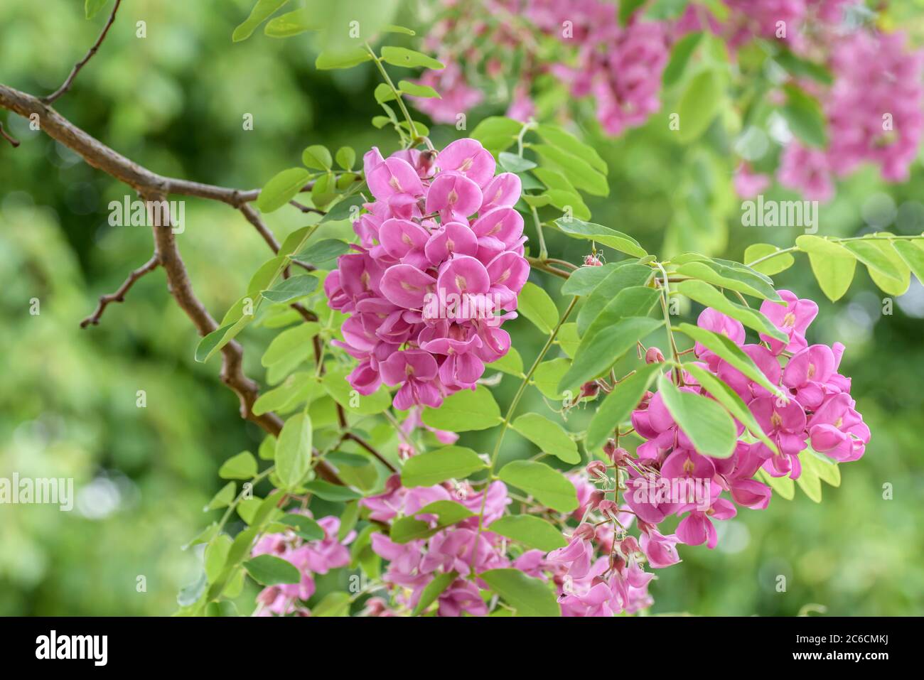 Robinie, Robinia × margaretta CASQUE ROUGE, Locust, Robinia × margaretta CASQUE ROUGE Stock Photo