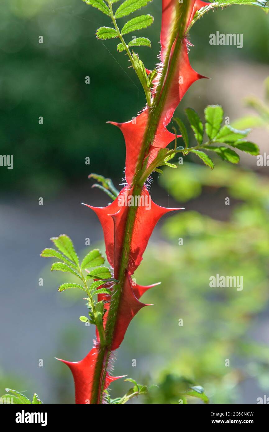 Stacheldrahtrose, Rosa sericea f. pteracantha, Barbed Rose, Rosa sericea f. Pteracantha Stock Photo