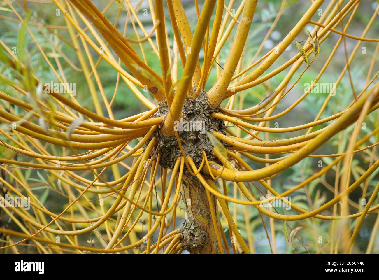 Dotter-Weide, Salix alba Chermesina, Yolk willow, Salix alba Chermesina Stock Photo