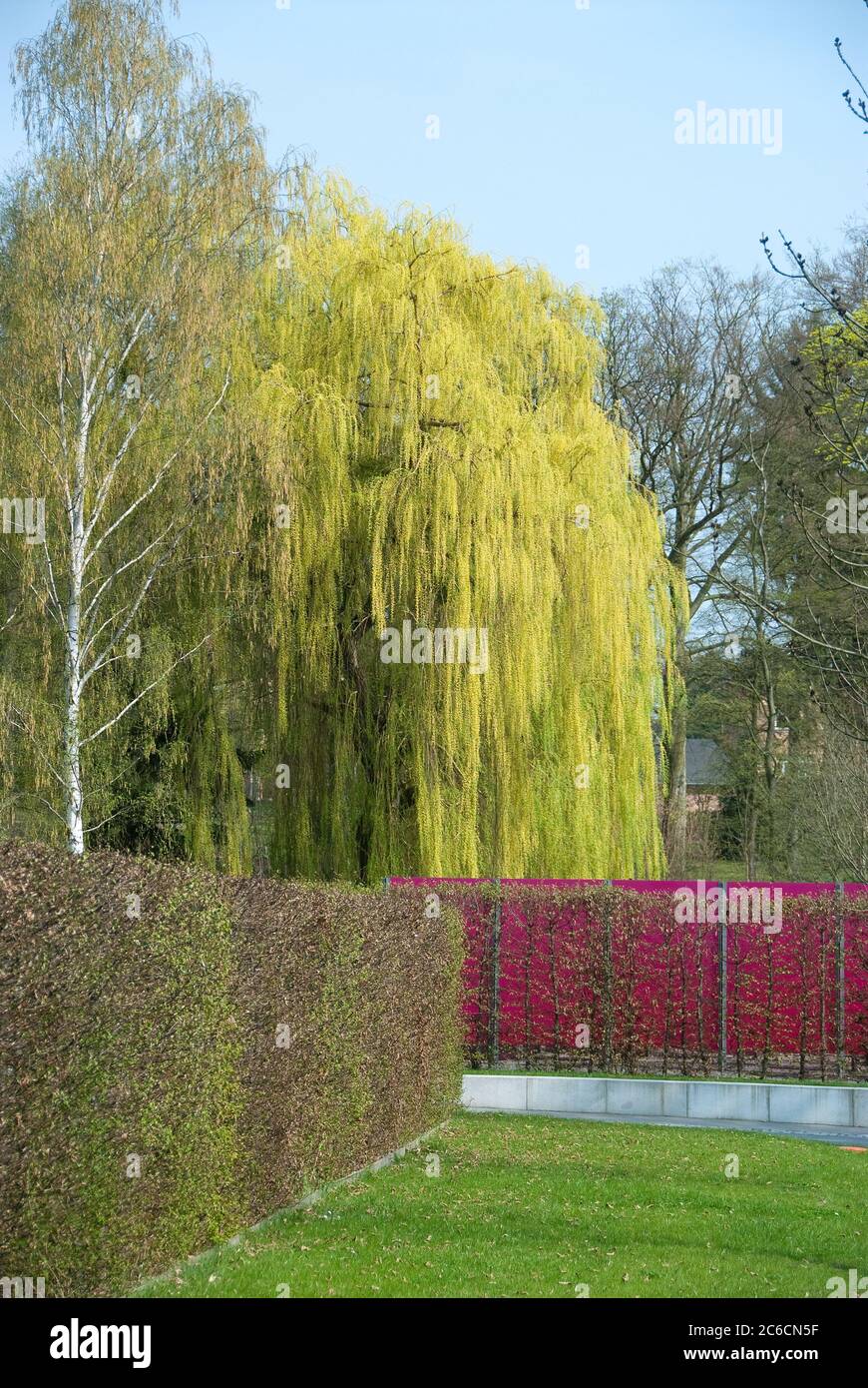 Trauer-Weide, Salix alba Tristis, Weeping willow, Salix alba tristis Stock Photo
