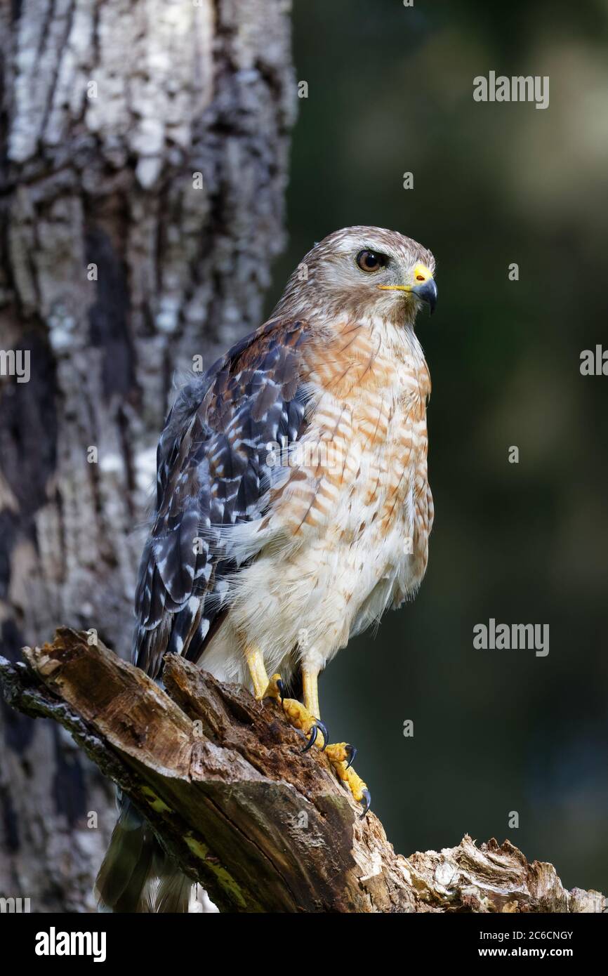A beautiful Redshouldered Hawk (Buteo lineatus) perches on a dead tree
