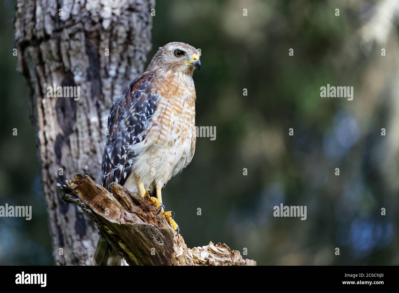 A beautiful Red-shouldered Hawk (Buteo lineatus) perches on a dead tree limb as sunset approaches. Stock Photo