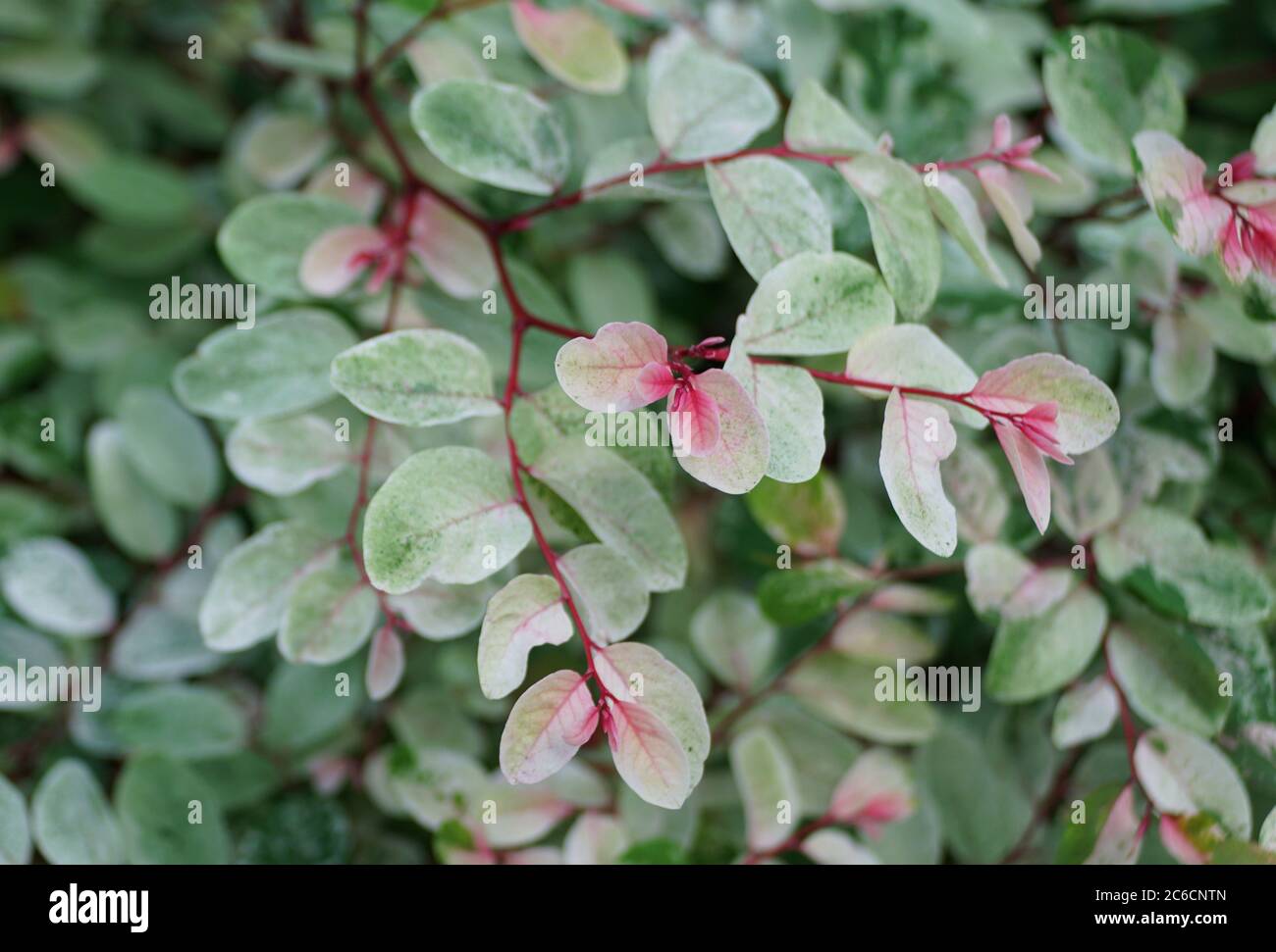 Snow bush plant 'Roseo-Picta' with pink and green leaves Stock Photo