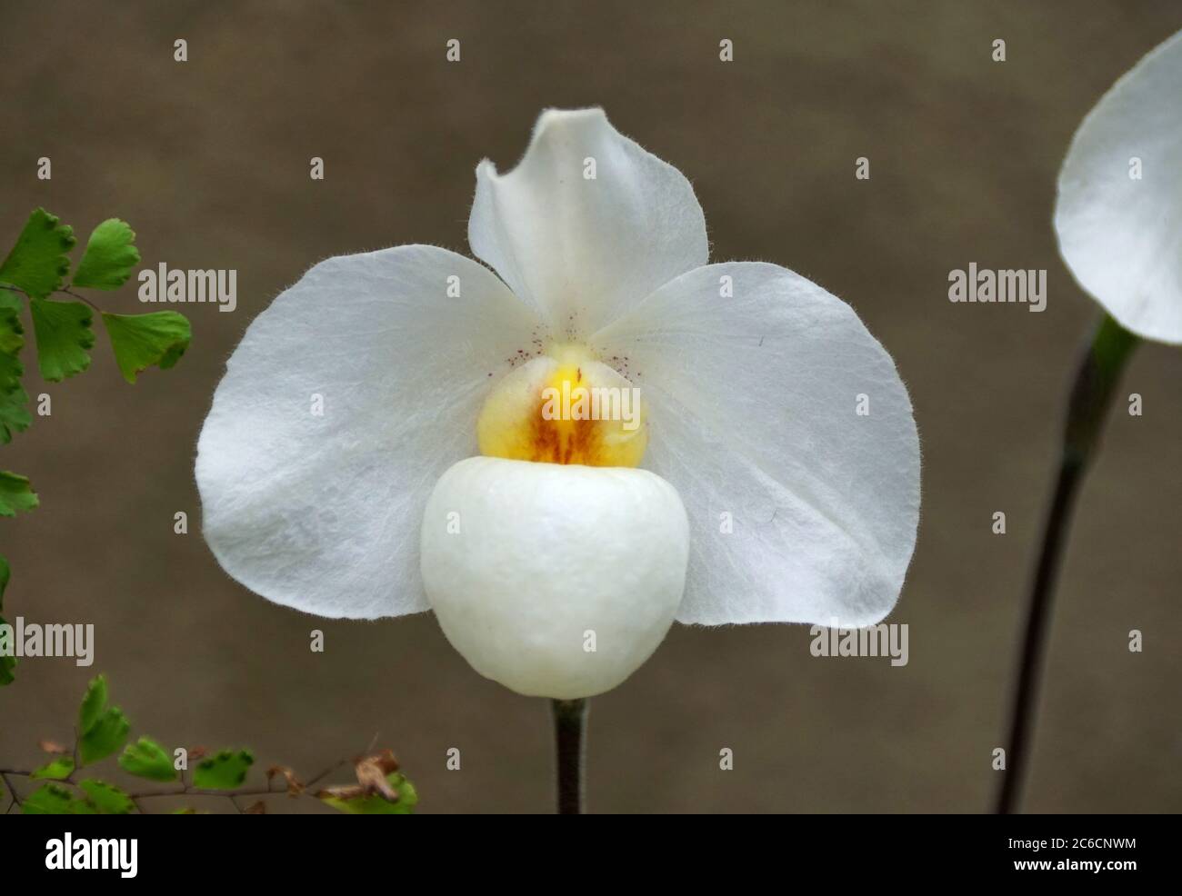 Beautiful Paphiopedilum 'Armeni White' orchid flower Stock Photo