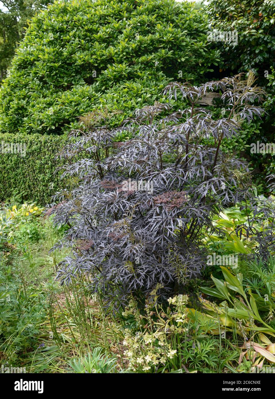 Schwazer Holunder, Sambucus nigra BLACK LACE, Schwazer elderberry, Sambucus nigra BLACK LACE Stock Photo