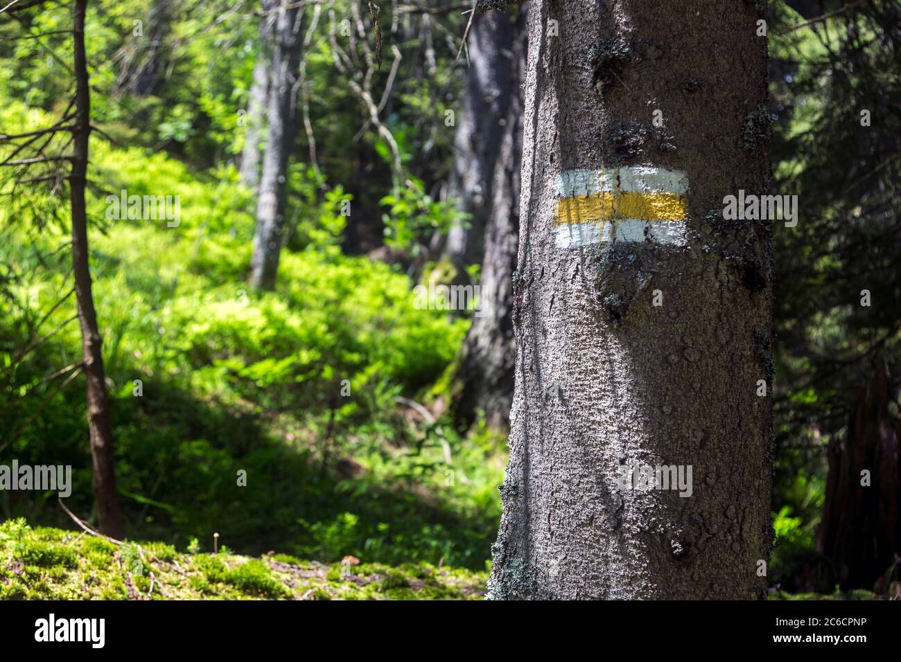 Trail marking in the wood. Painted mark in yellow for tourist, hikers and trekkers. It helps to