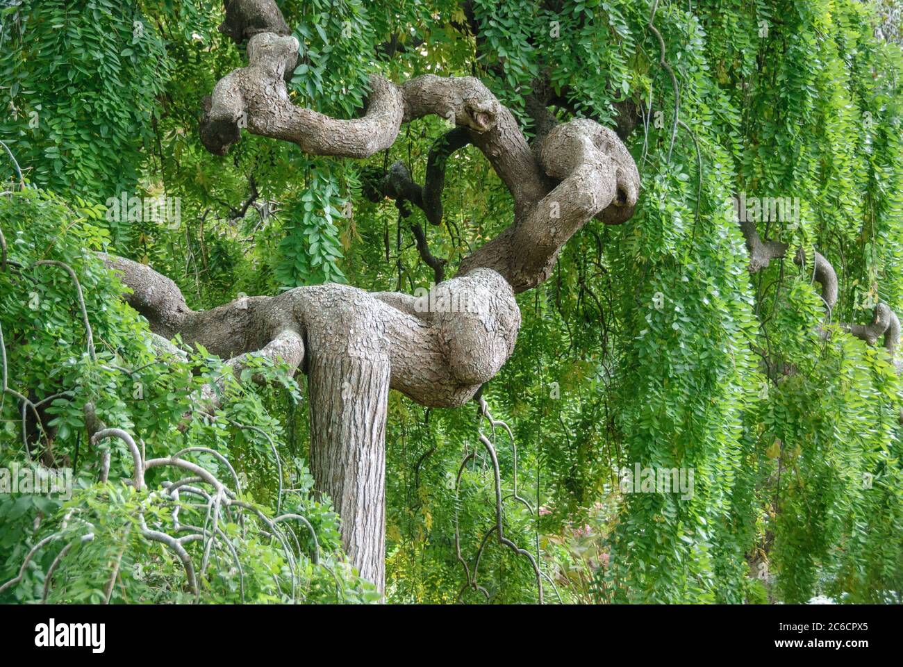 Haenge-Schnurbaum, Sophora japonica Pendula, Wall-pagoda tree, Sophora japonica pendula Stock Photo