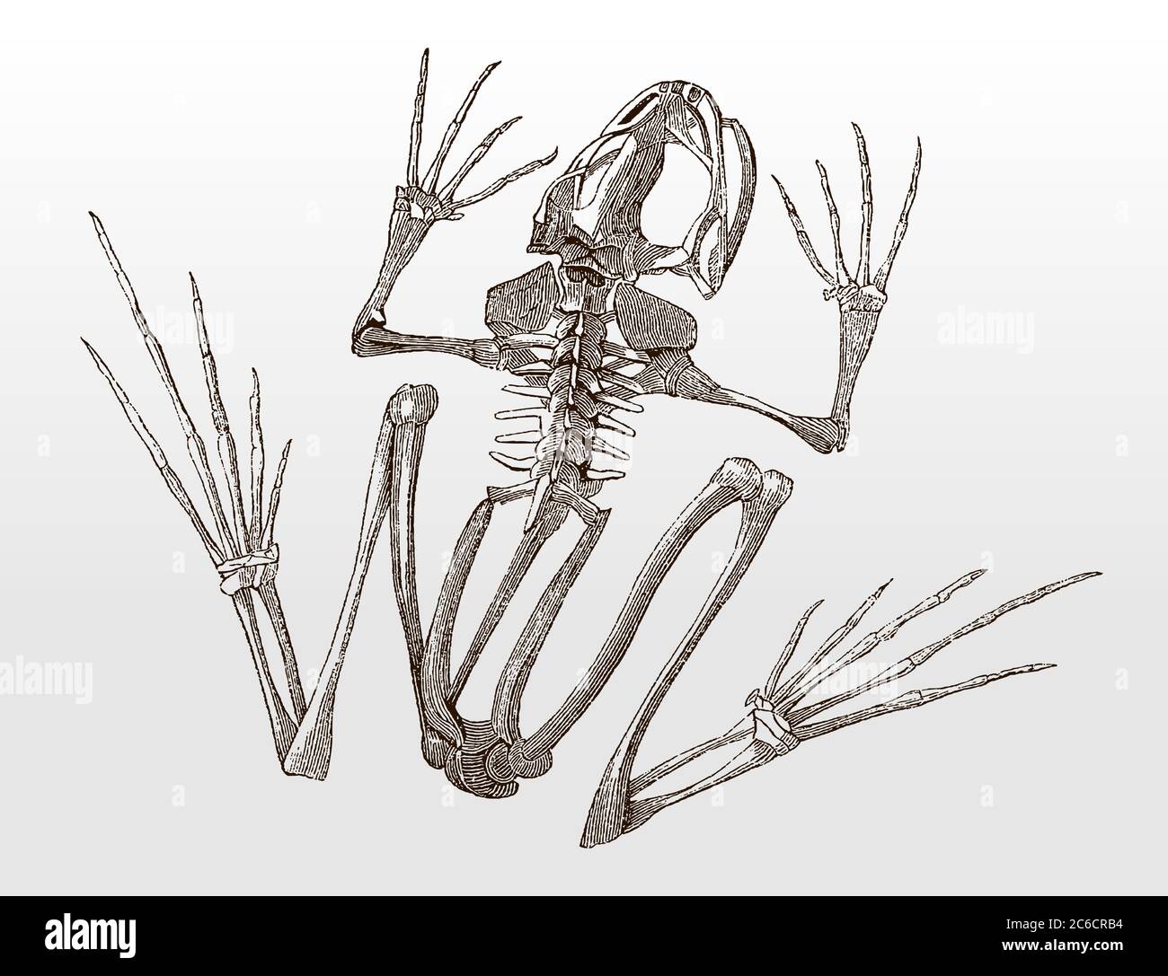 Skeleton of a frog in top view after an antique illustration from the 19th century Stock Vector