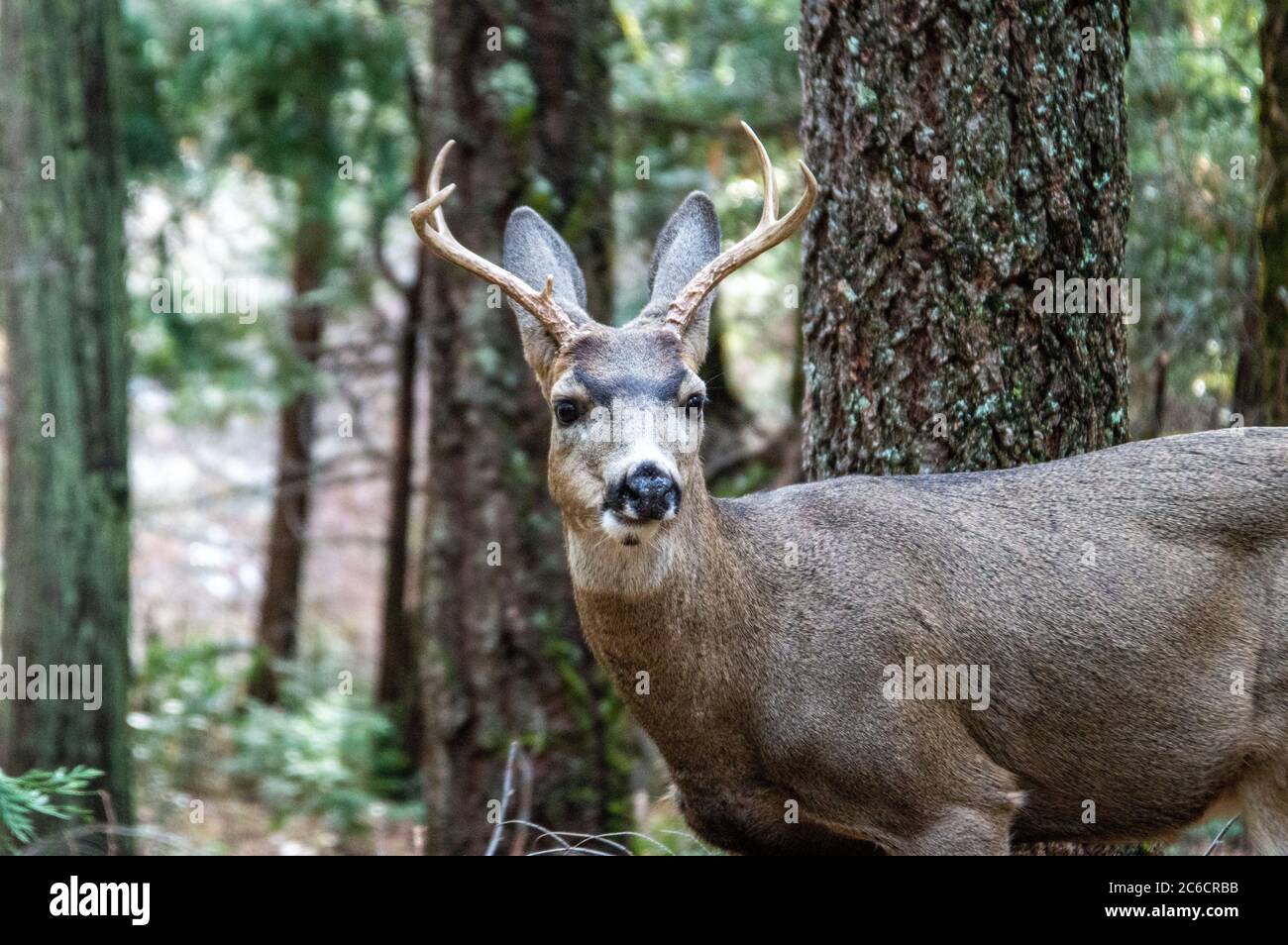 Subspecies of mule deer hi-res stock photography and images - Alamy