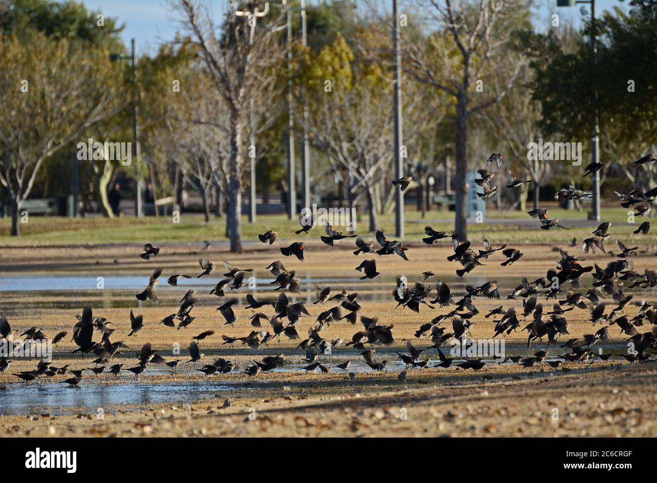 A big flock of birds in a park, just rained, wet field Stock Photo - Alamy