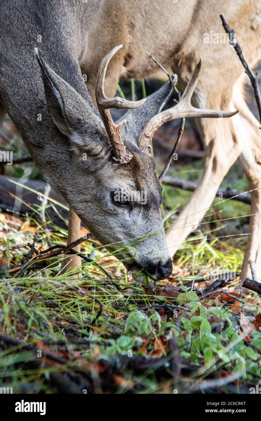 Subspecies of mule deer hires stock photography and images Alamy