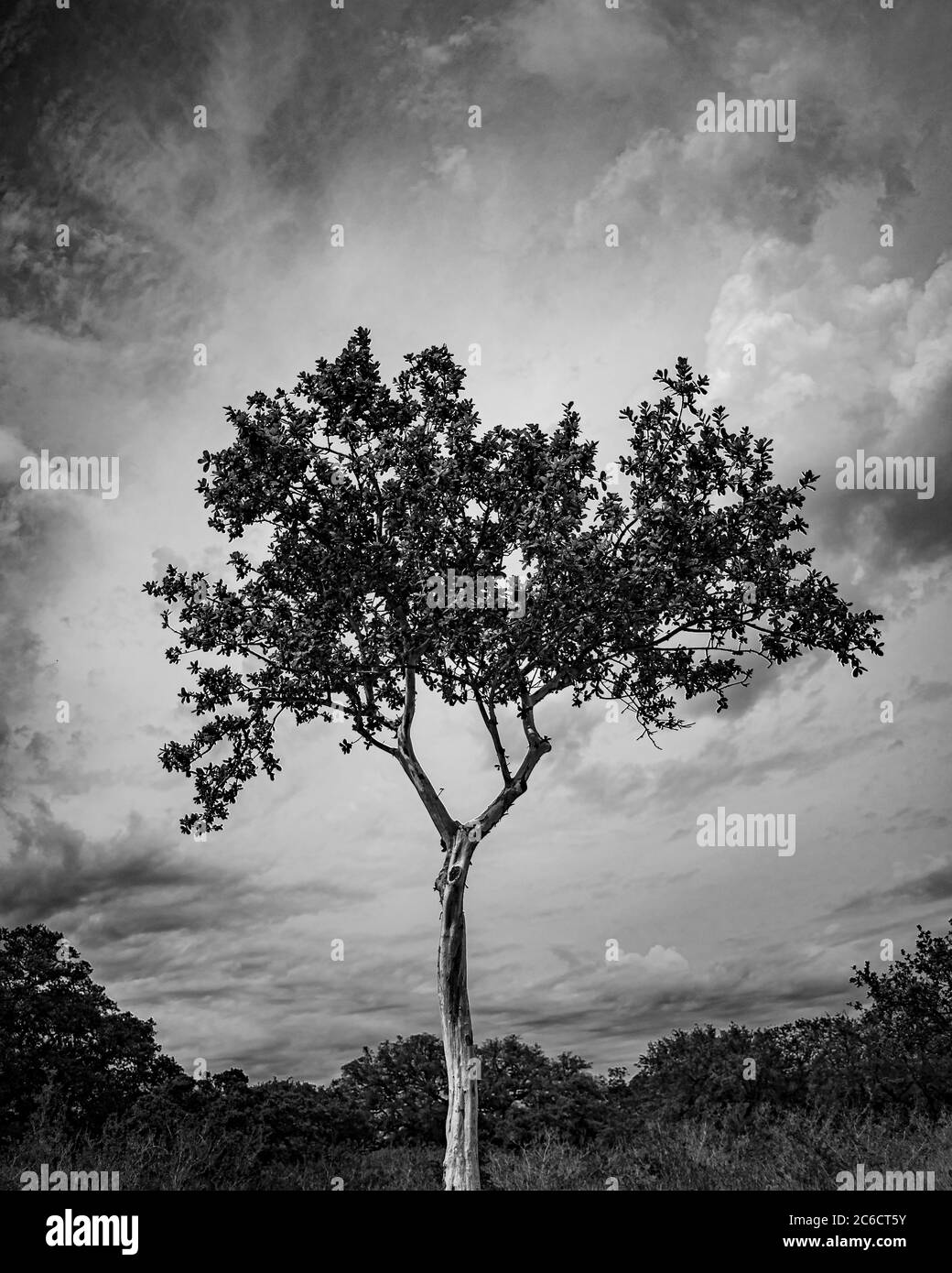 Tree sky cloud Black and White Stock Photos & Images - Alamy
