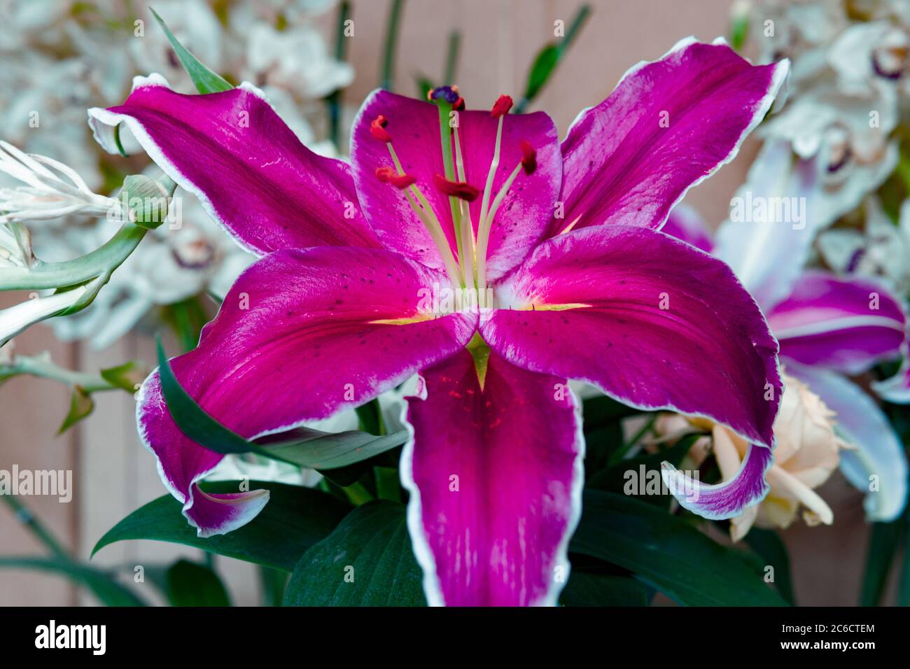Bright Fuchsia Lily In Perfect Blossom Close Up Interior Home Design Stock  Photo - Alamy