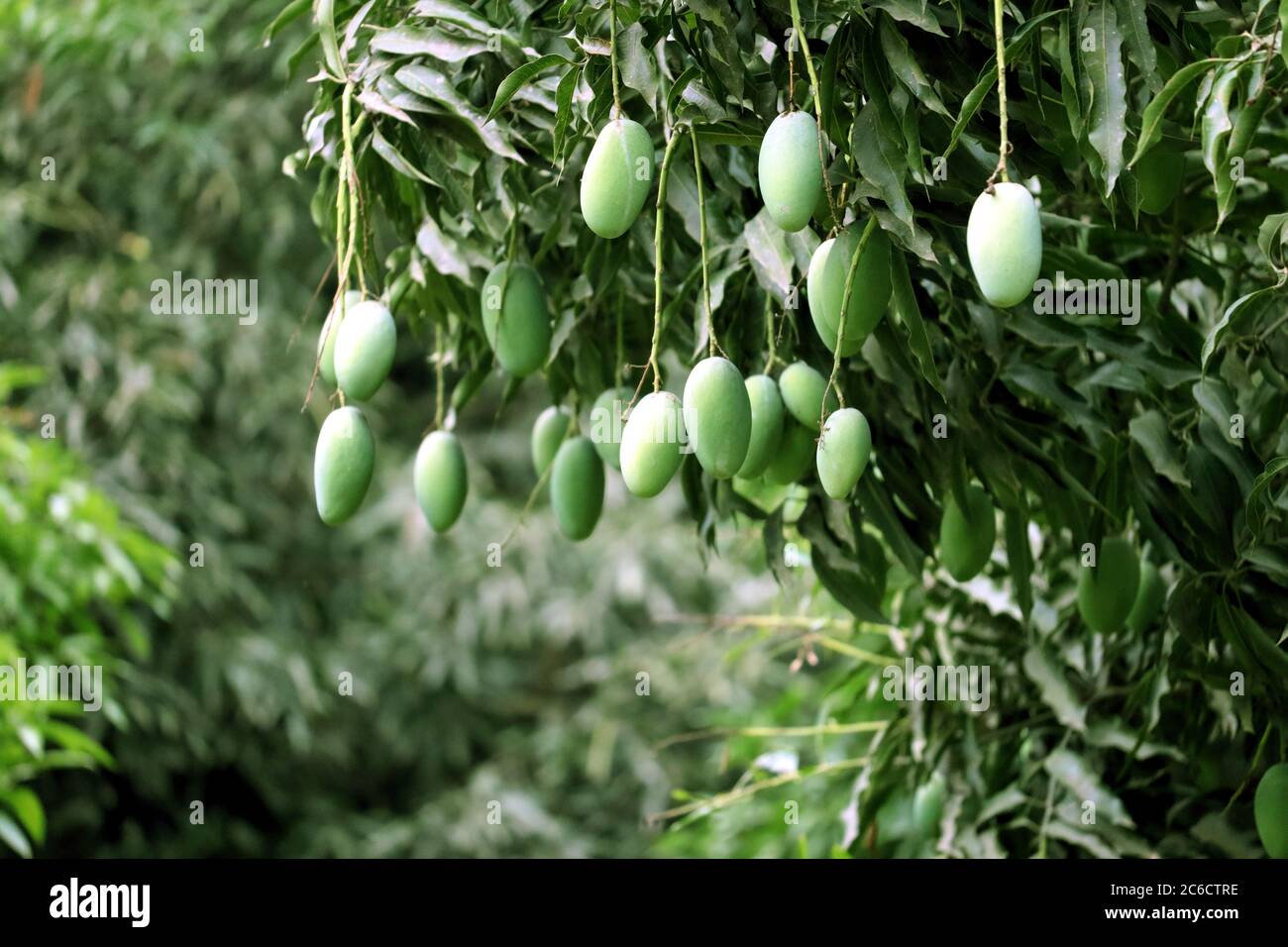 Mango tree ripe mangoes hanging hires stock photography and images Alamy