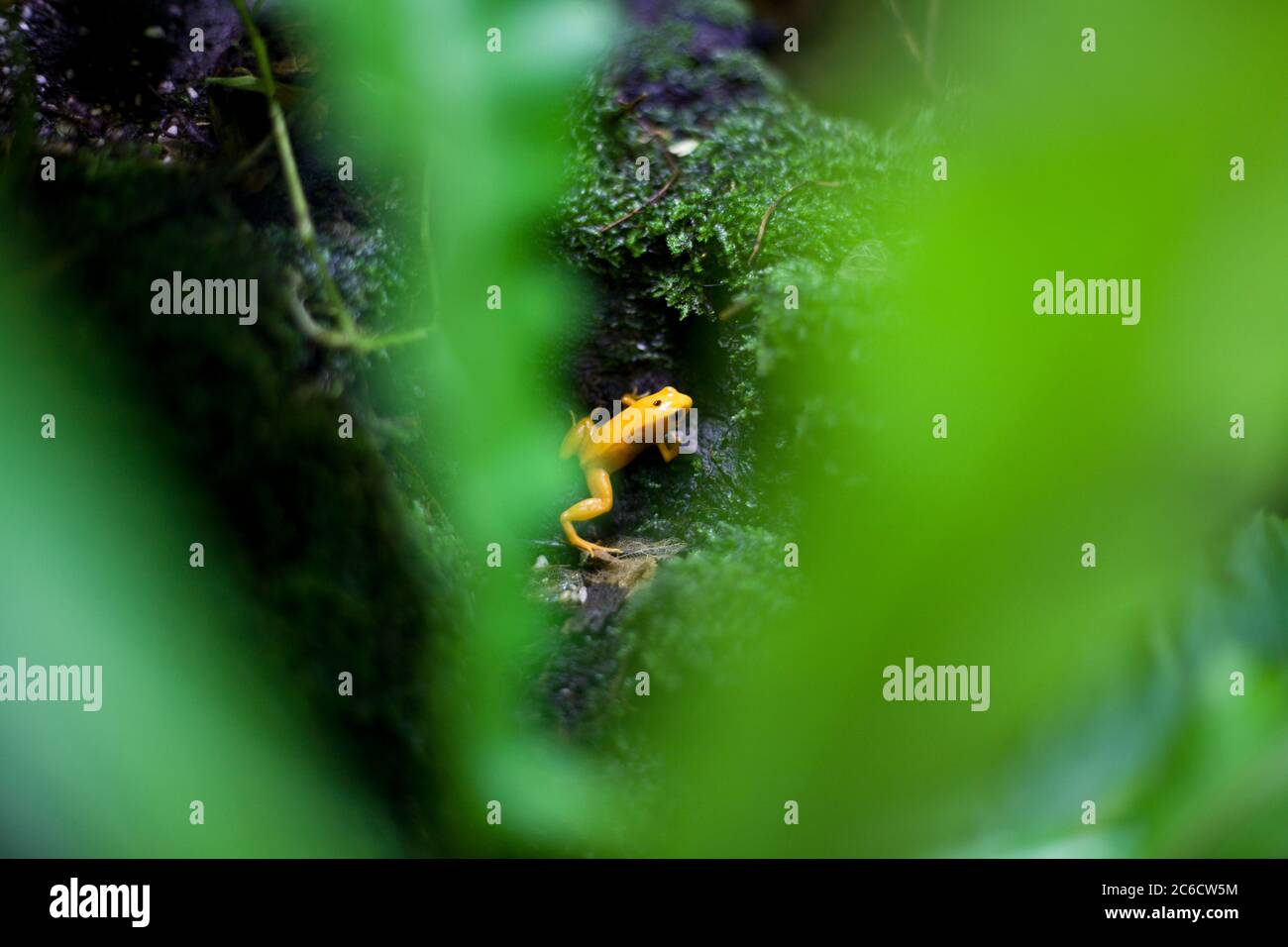 Golden Poison dart frog seen through leaves. Yellow, bright, extremely dangerous, extremely poisonous. Cute and tiny, cute and deadly, Columbia Stock Photo