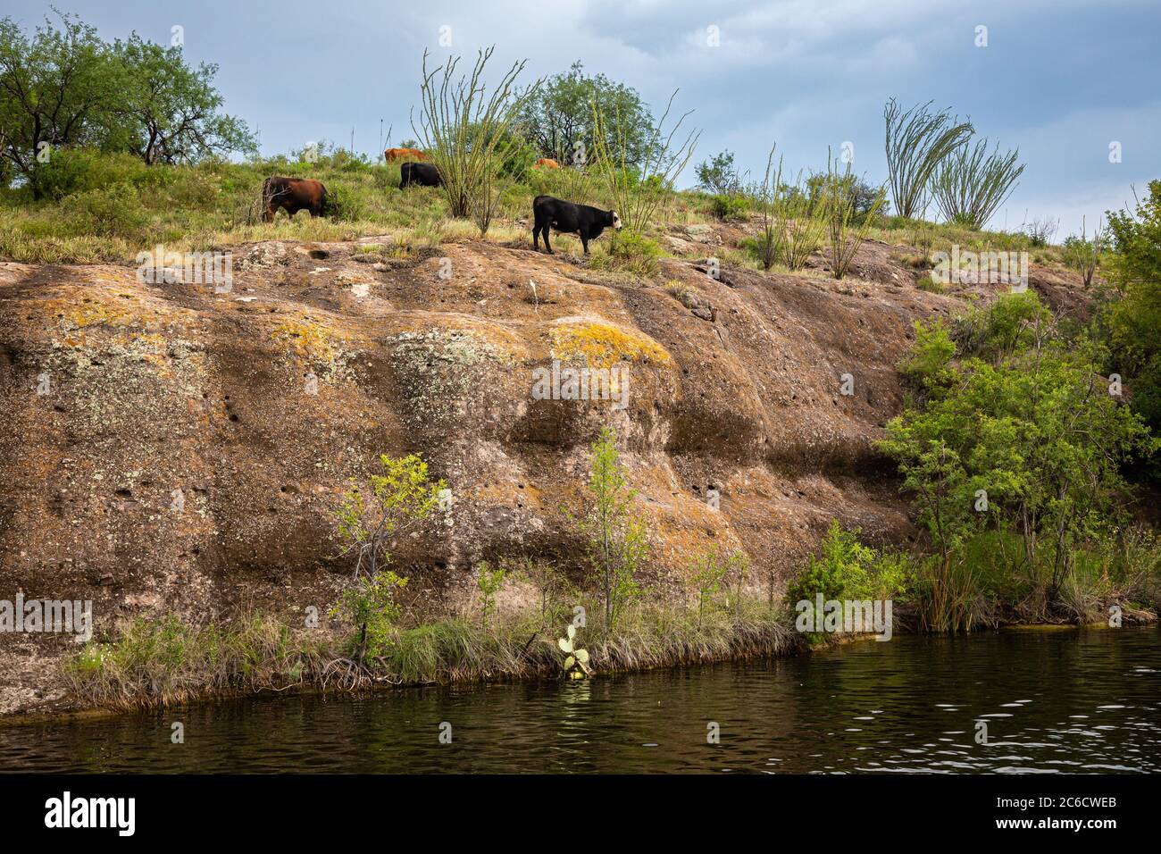 Cattle graze precariously close to the edge of the cliff at Patagonia State Park near Nogales