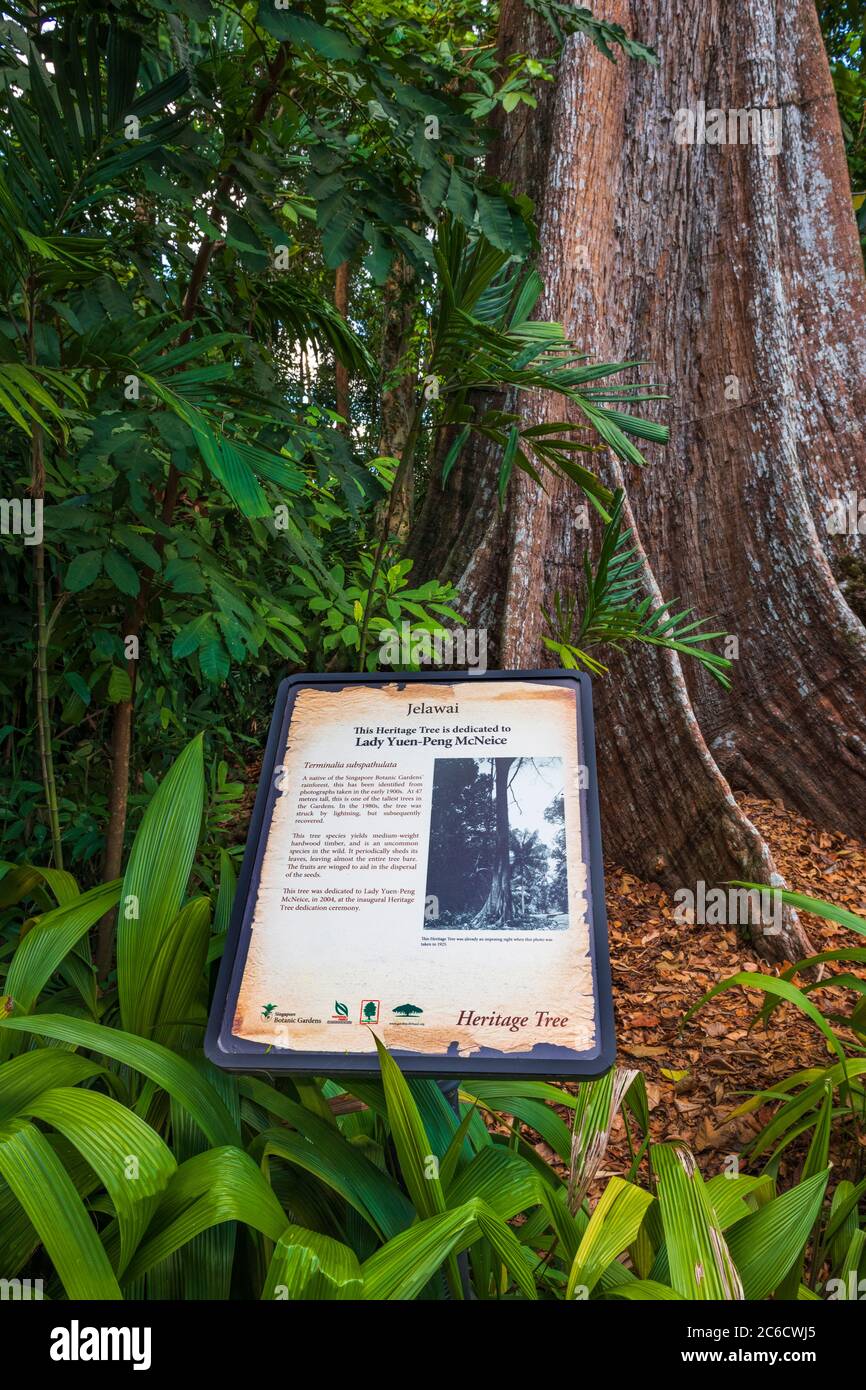Jelawai Heritage Tree at Singapore Botanic Gardens, Singapore, Republic