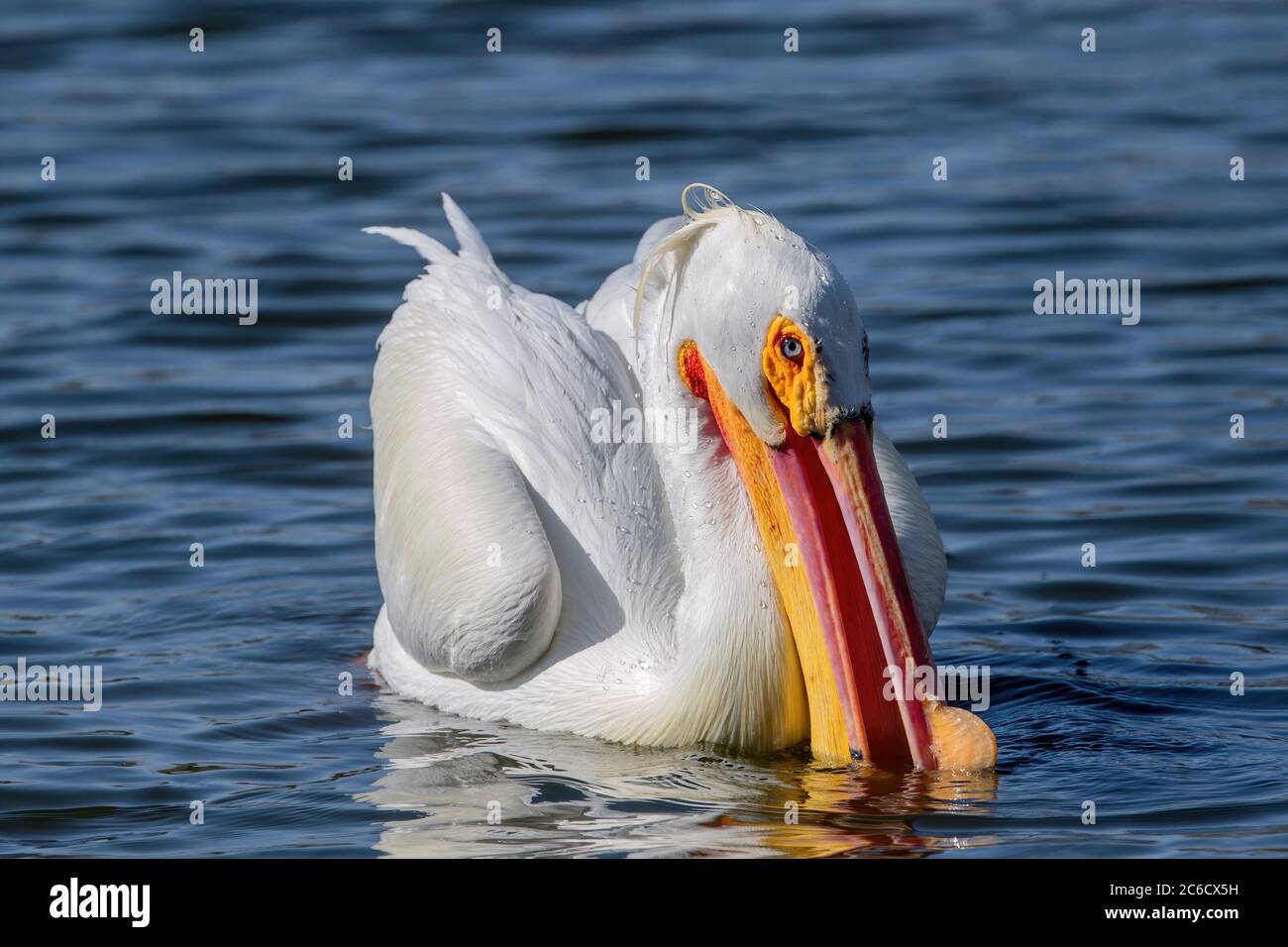 A nice close up of a blue-eyed American White Pelican at the height of the breeding season, scooping up food into his colorful pink and orange bill. Stock Photo