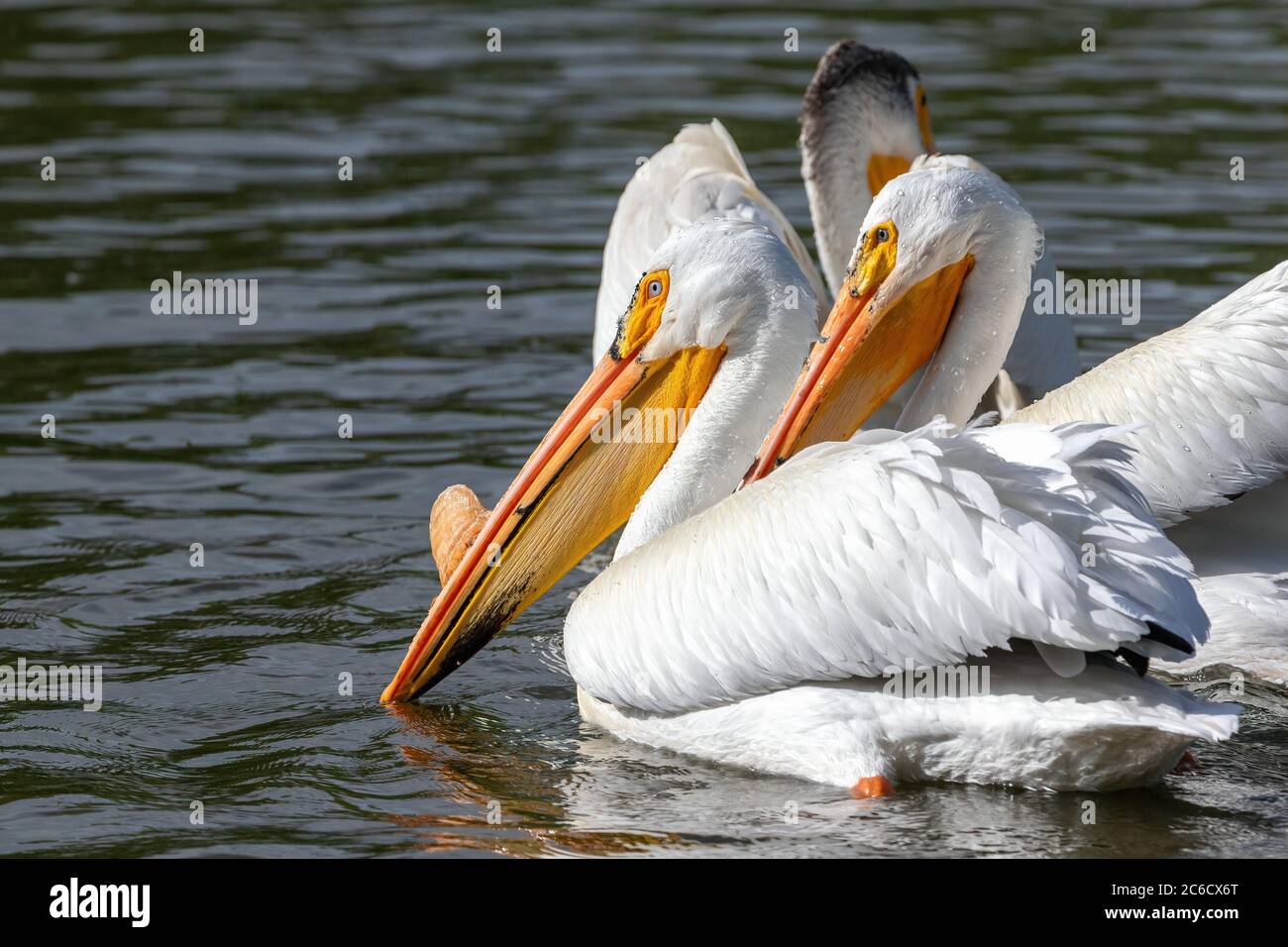 An American White Pelican with a prominent breeding bump on his bill ...