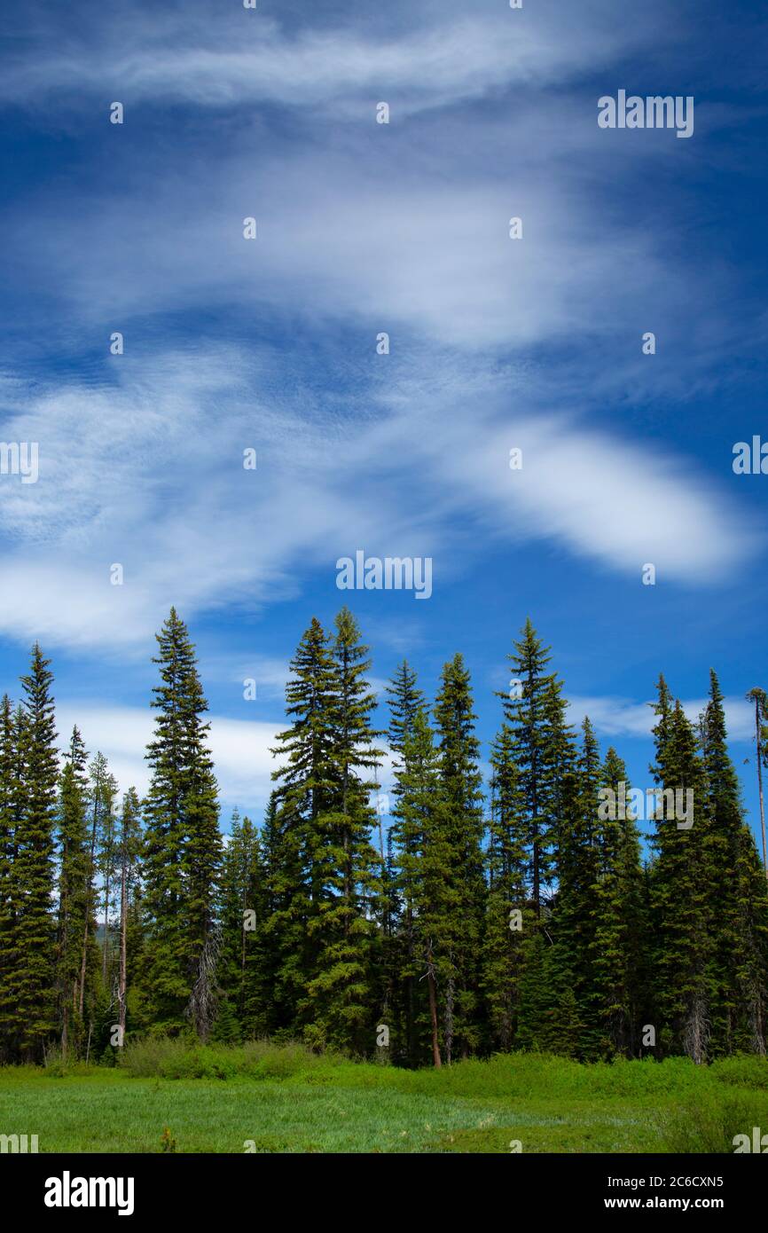 Forest trees, Deschutes National Forest, Cascade Lakes National Scenic