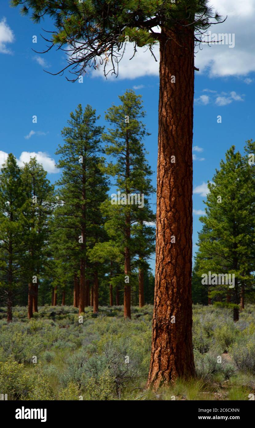 Ponderosa pine forest at Cabin Lake, Deschutes National Forest, Oregon
