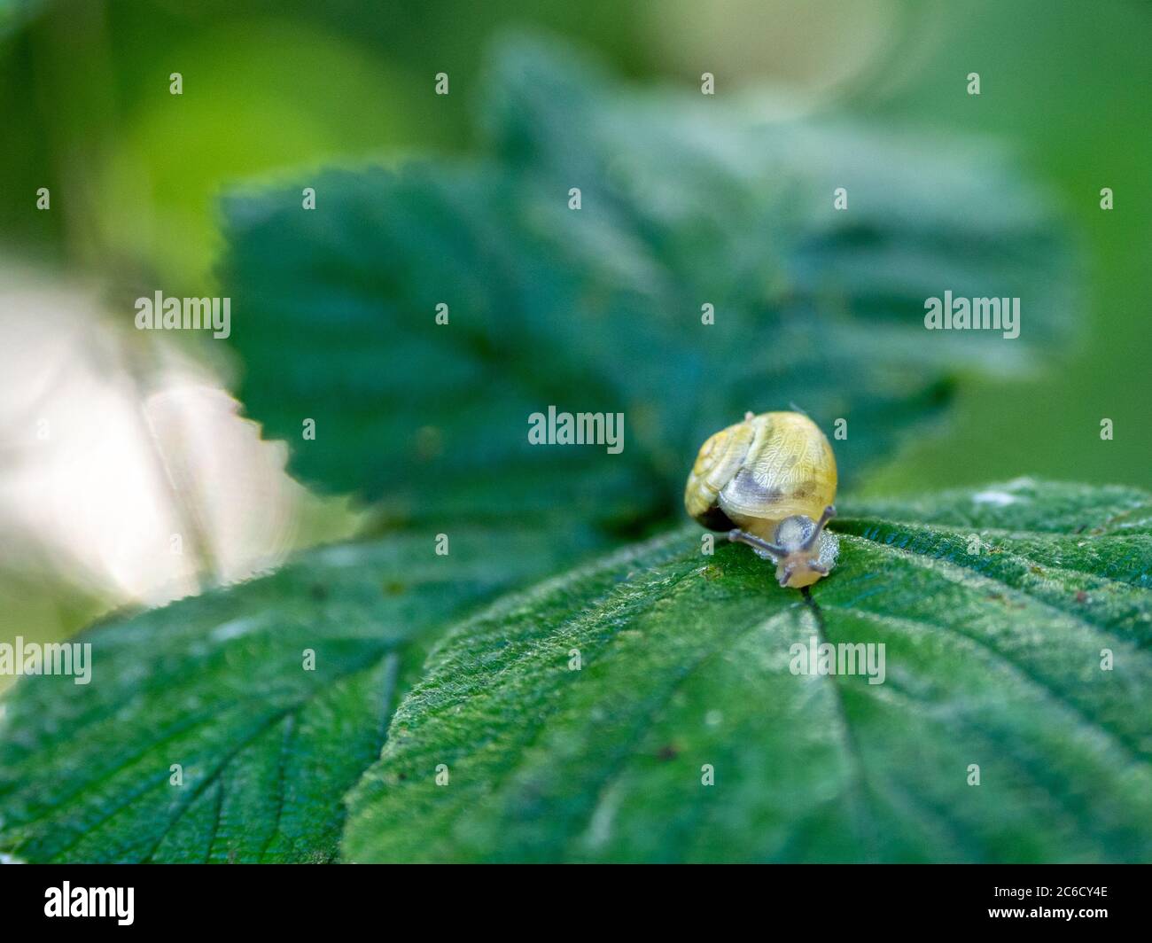 a ribbon snail crawls over a green leaf after a rain shower Stock Photo ...
